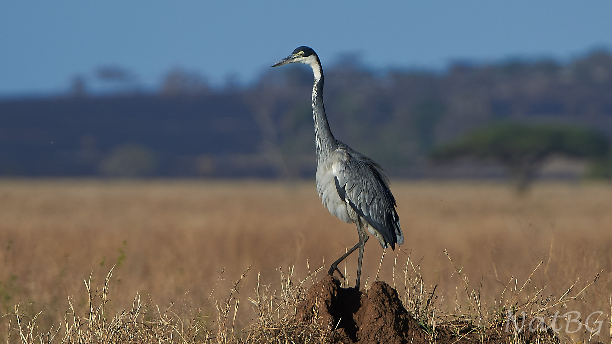 Park of Serengeti