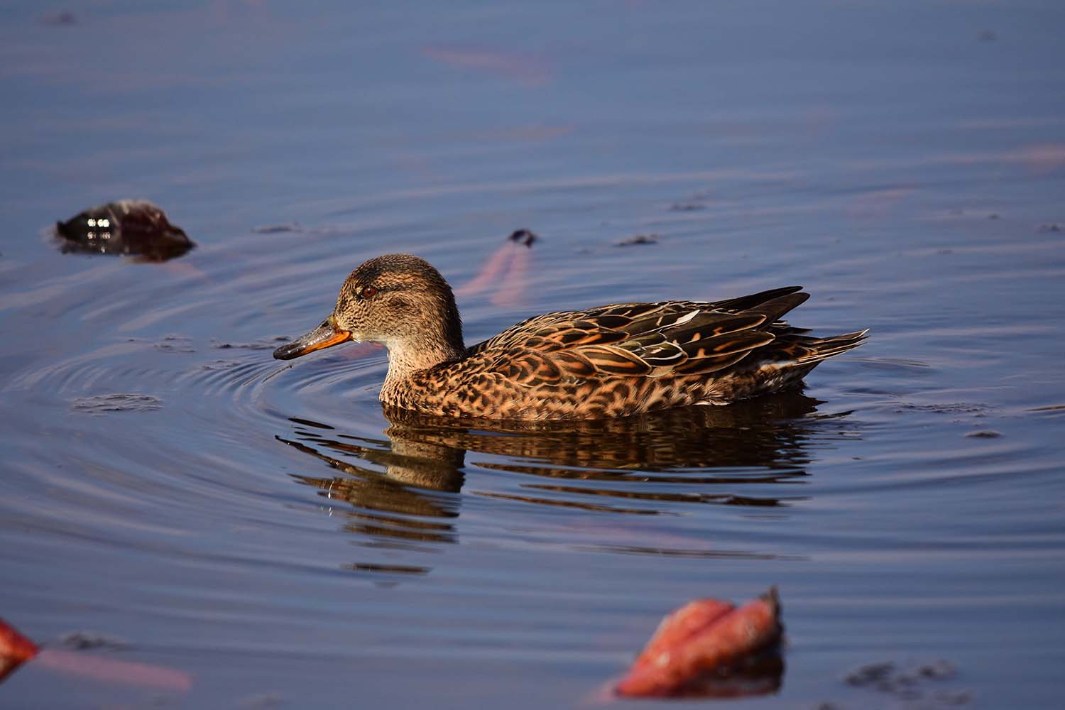 female teal