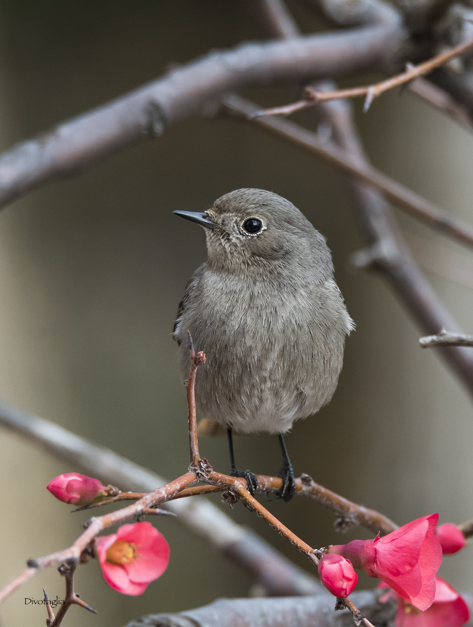 Femmina di codirosso spazzacamino
