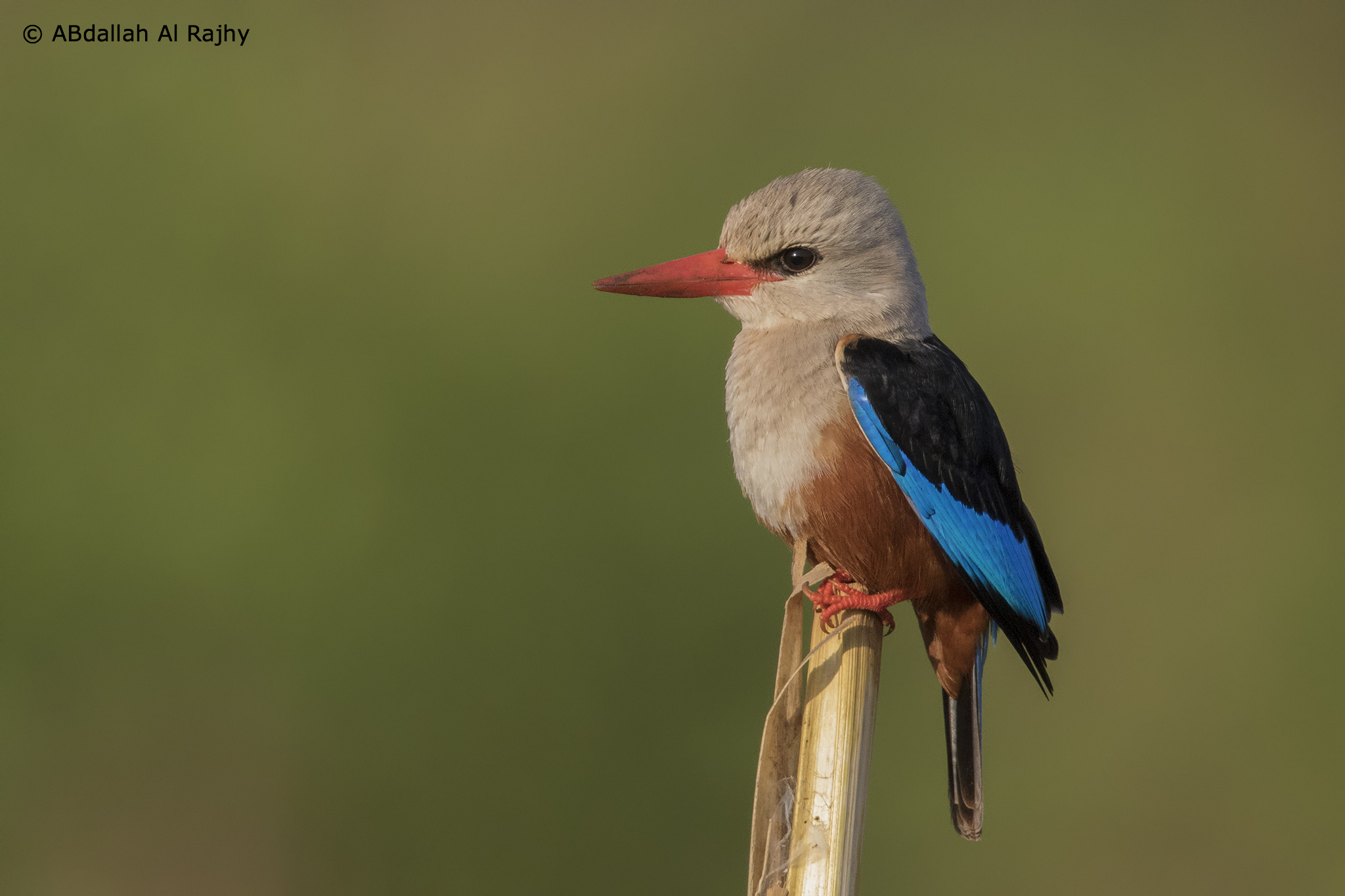 Grey-headed Kingfisher