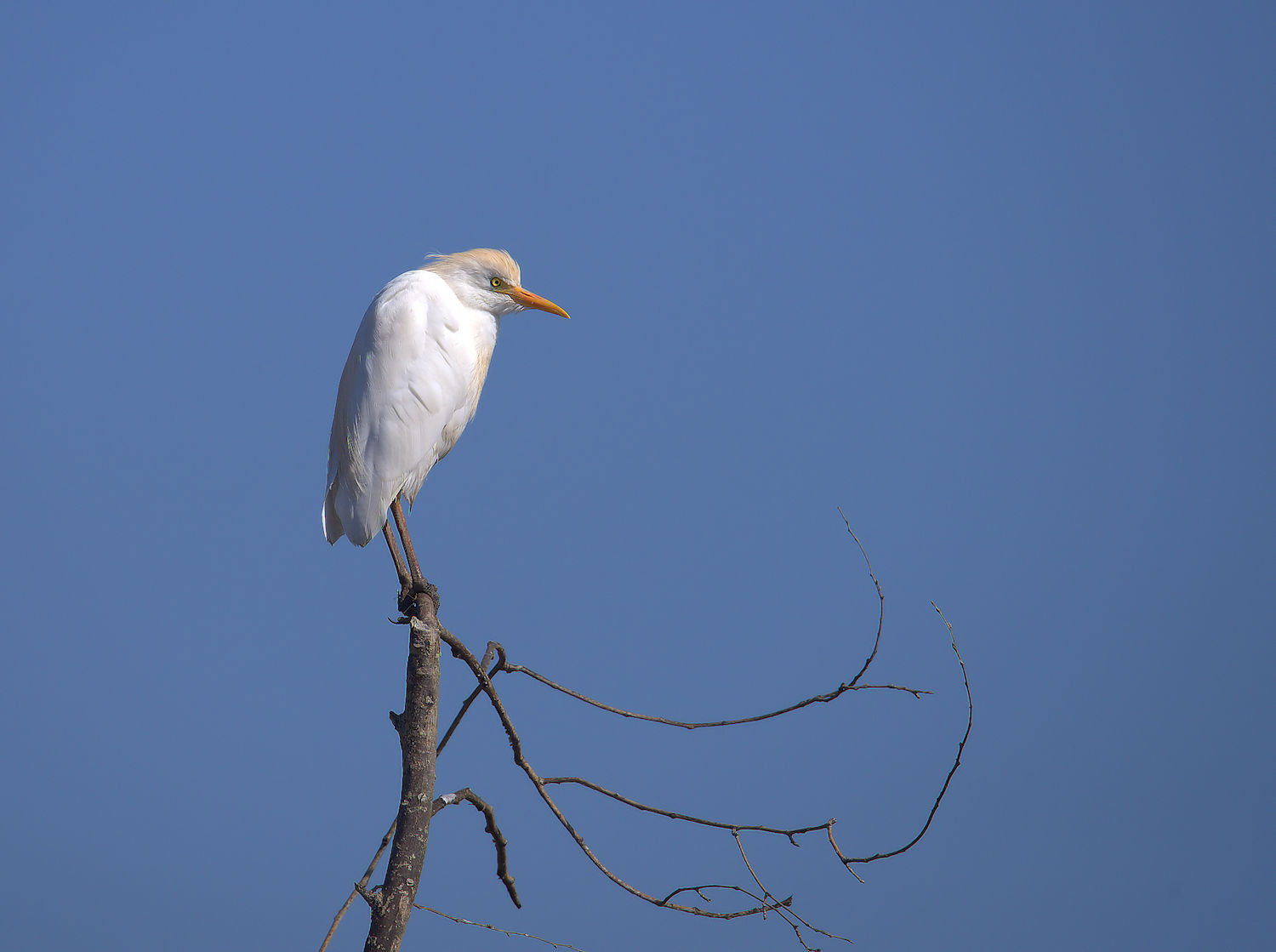 Cattle egret