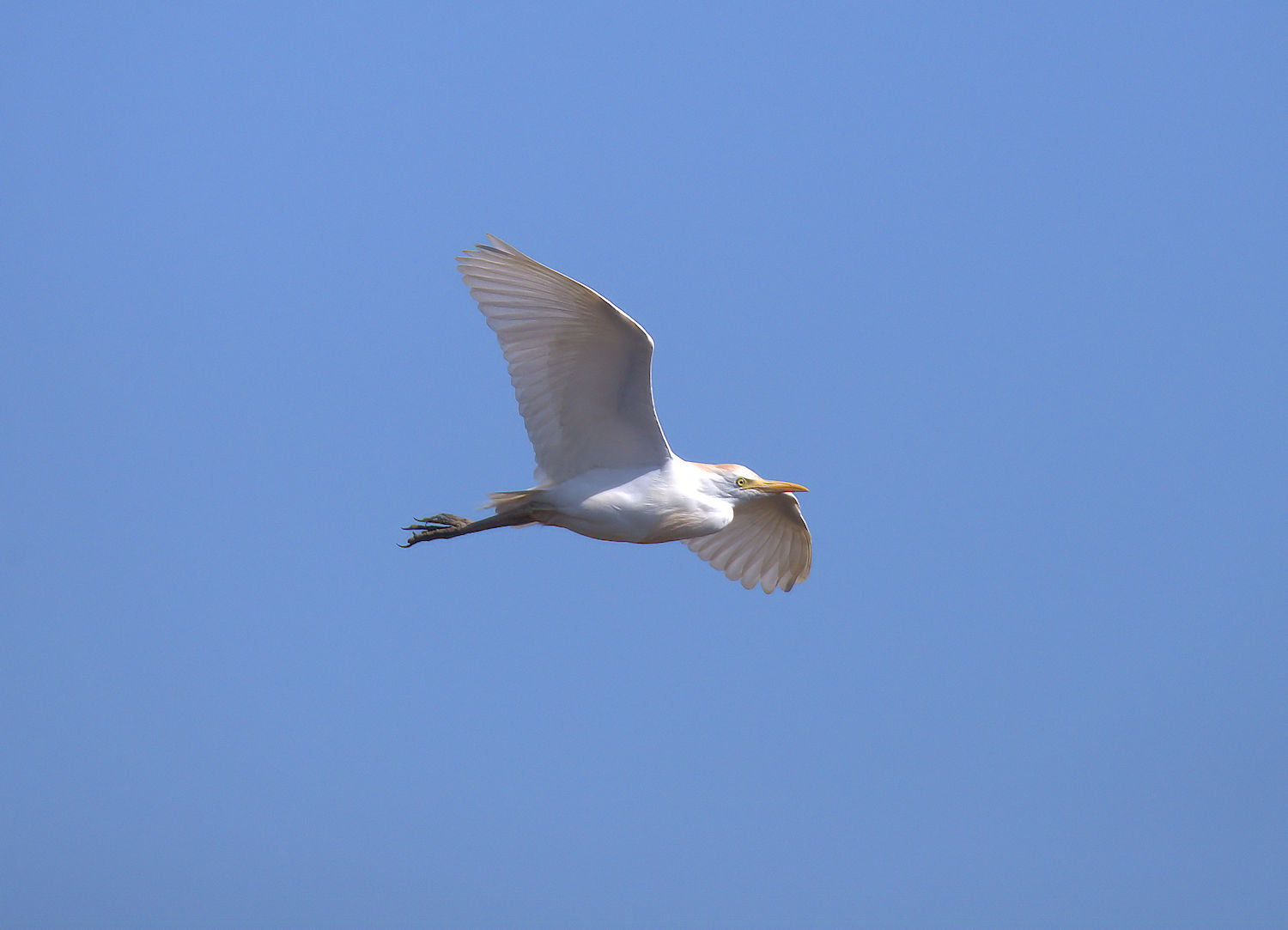 Cattle egret
