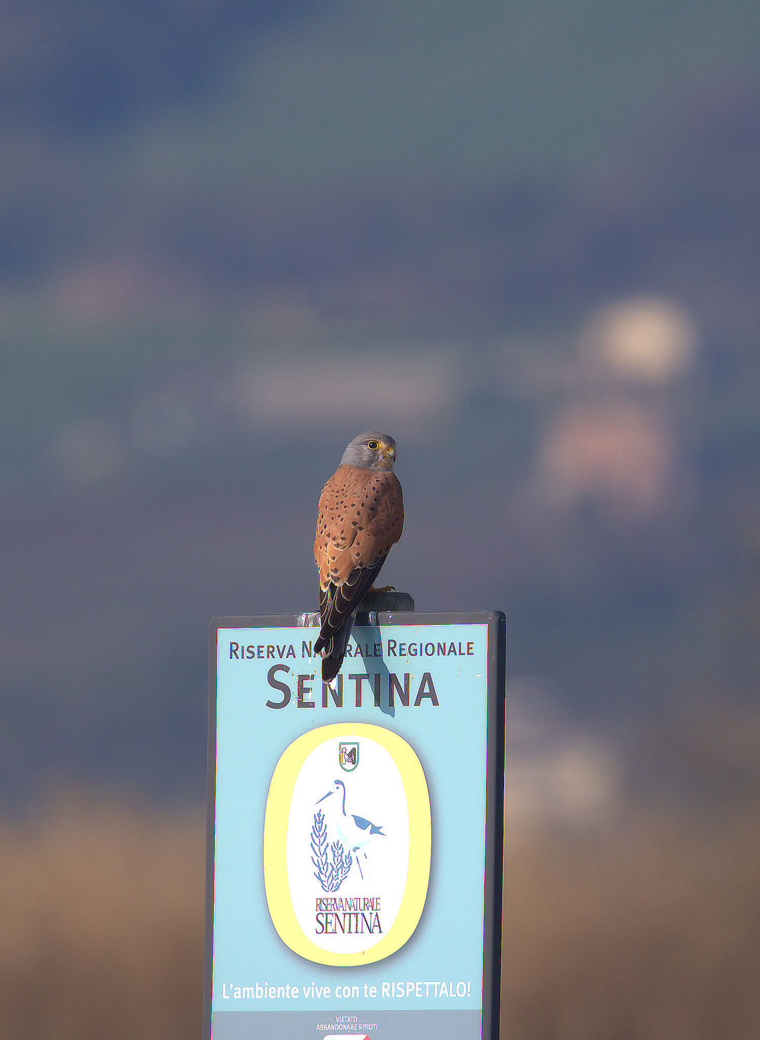 Kestrel male