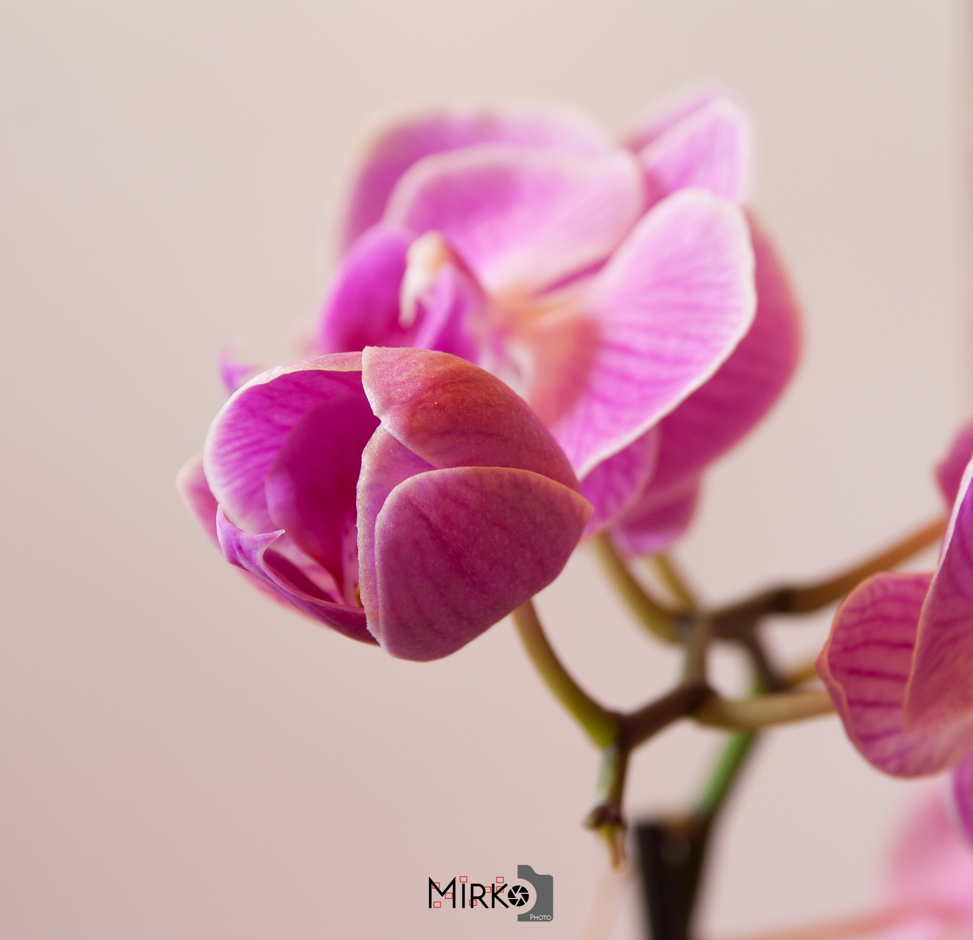 La semplicità di uno sbocciare