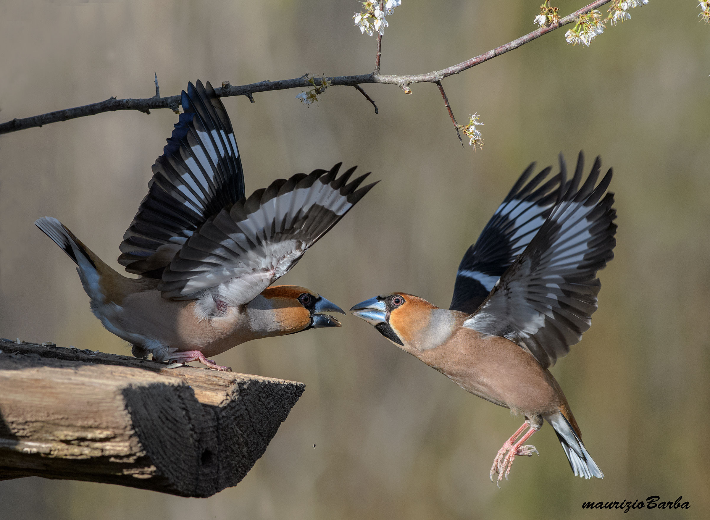 Hawfinches