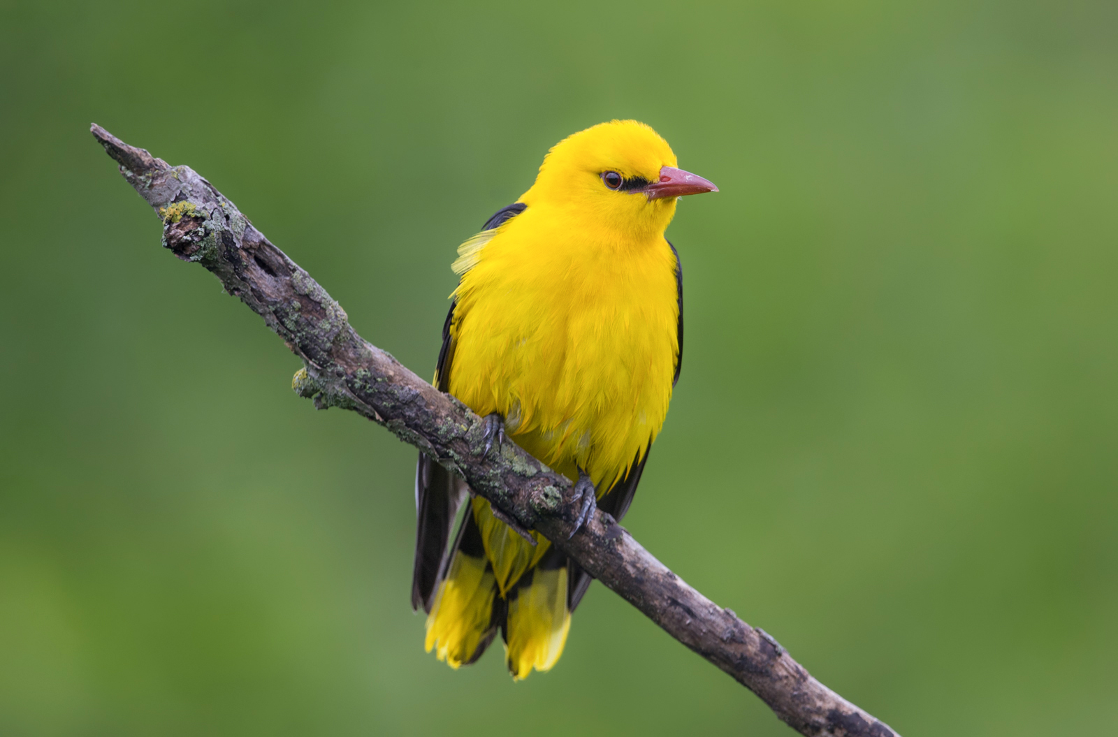 Oriole d'oro eurasiatico