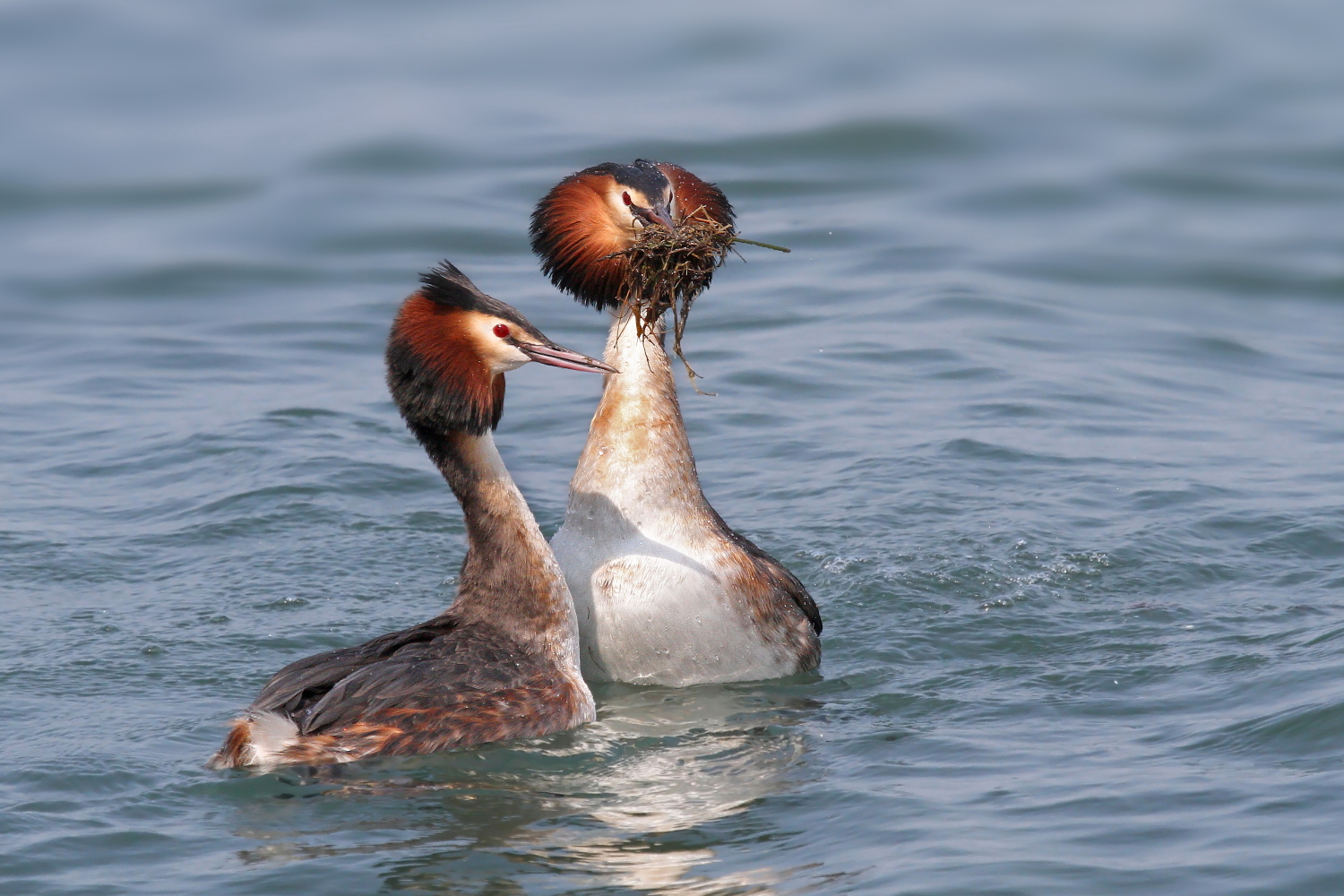 Svassi in corteggiamento