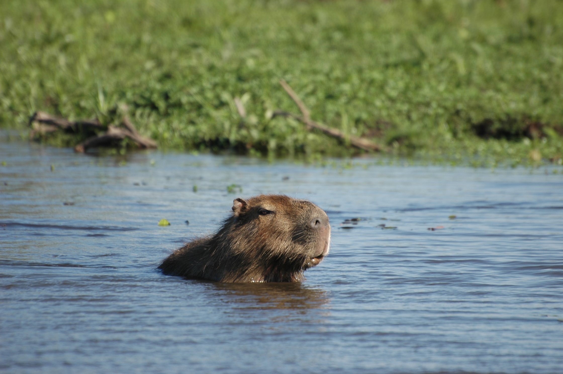 capibara un nuoto