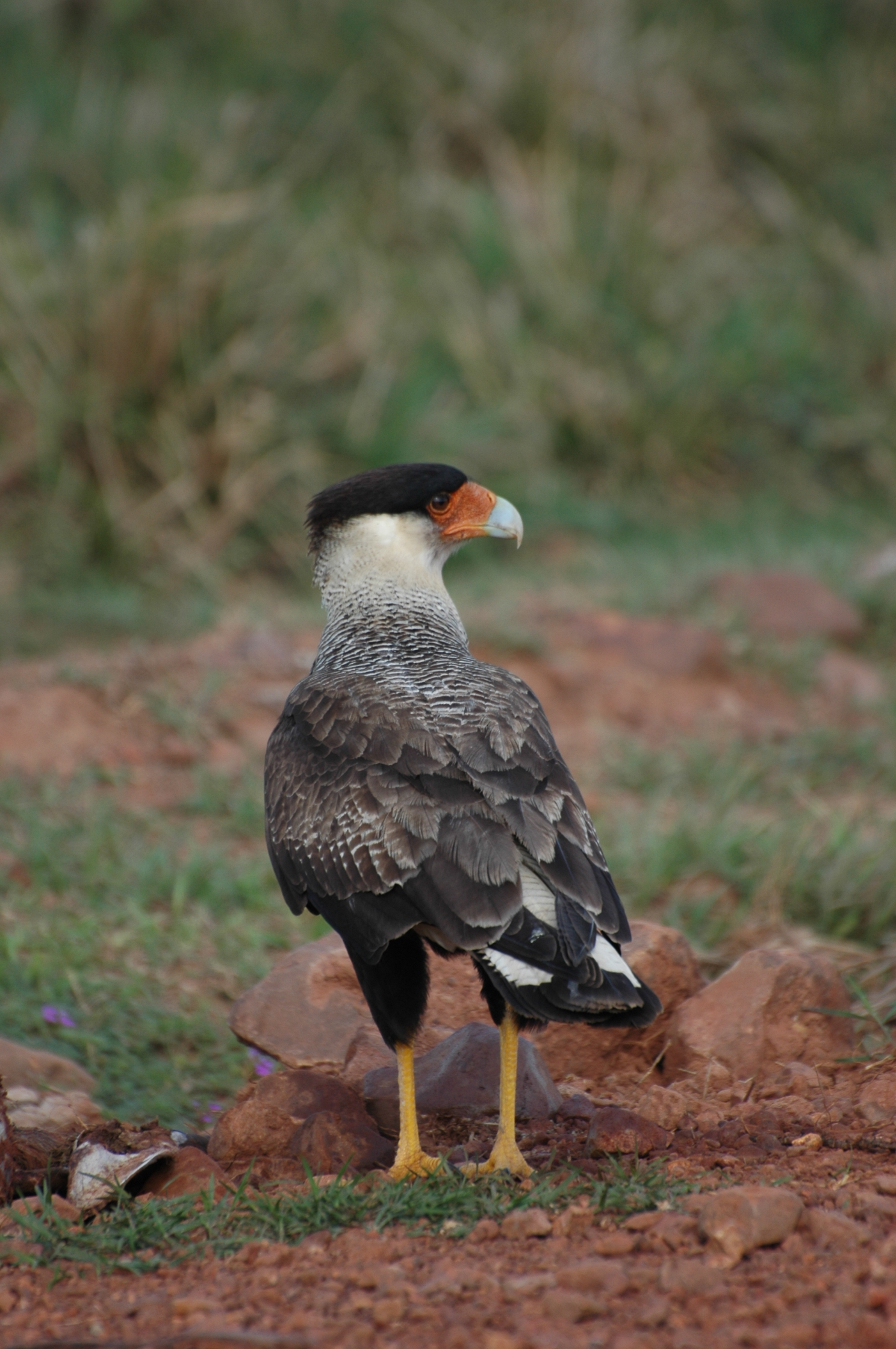 caracara crestato