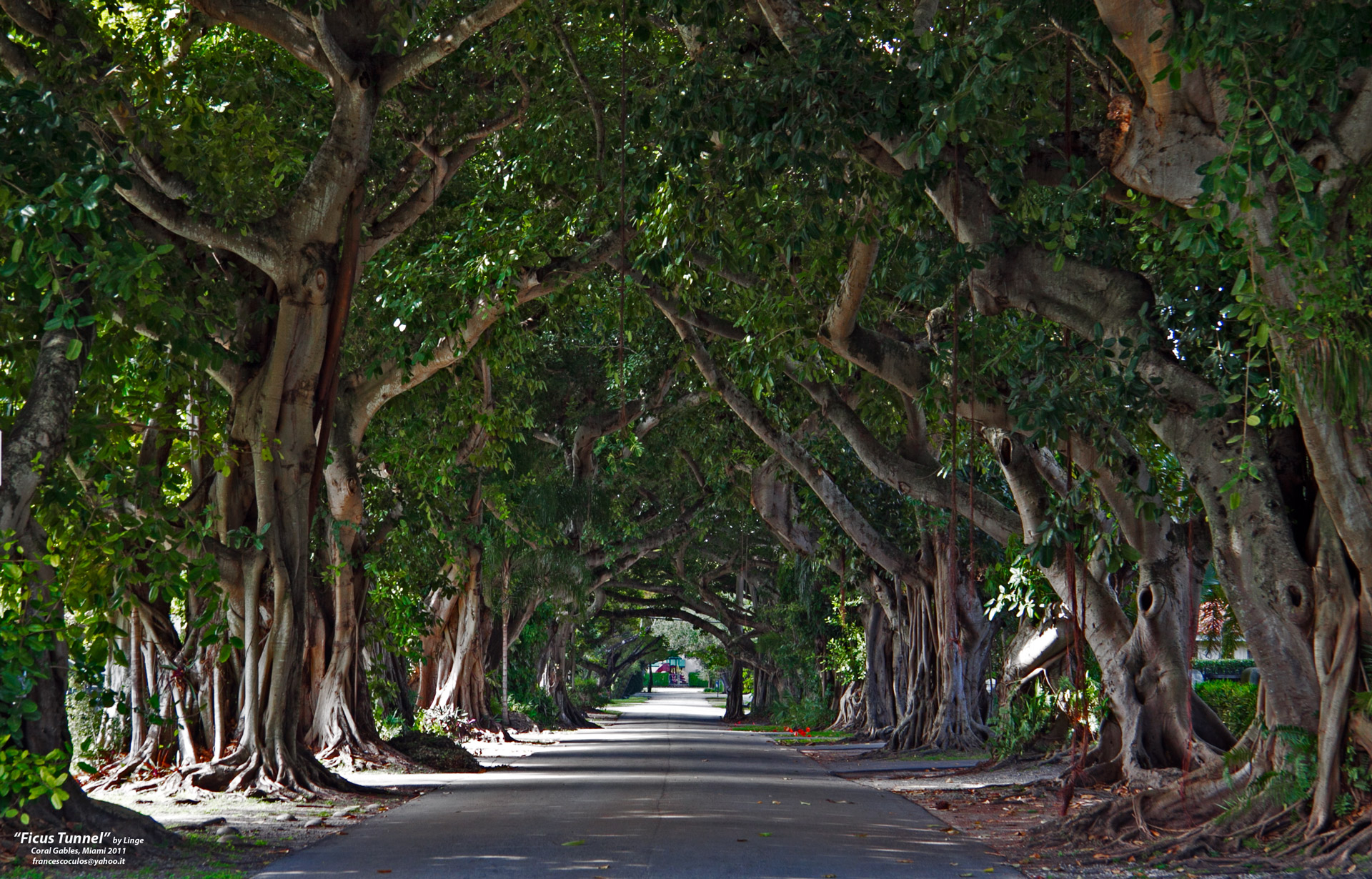 Ficus Tunnel