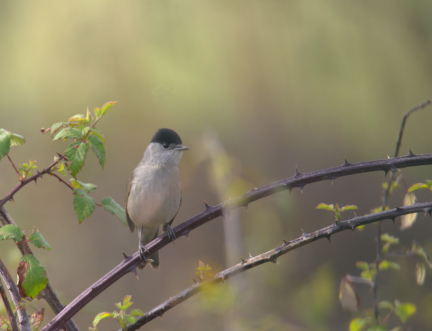 Male blackcap