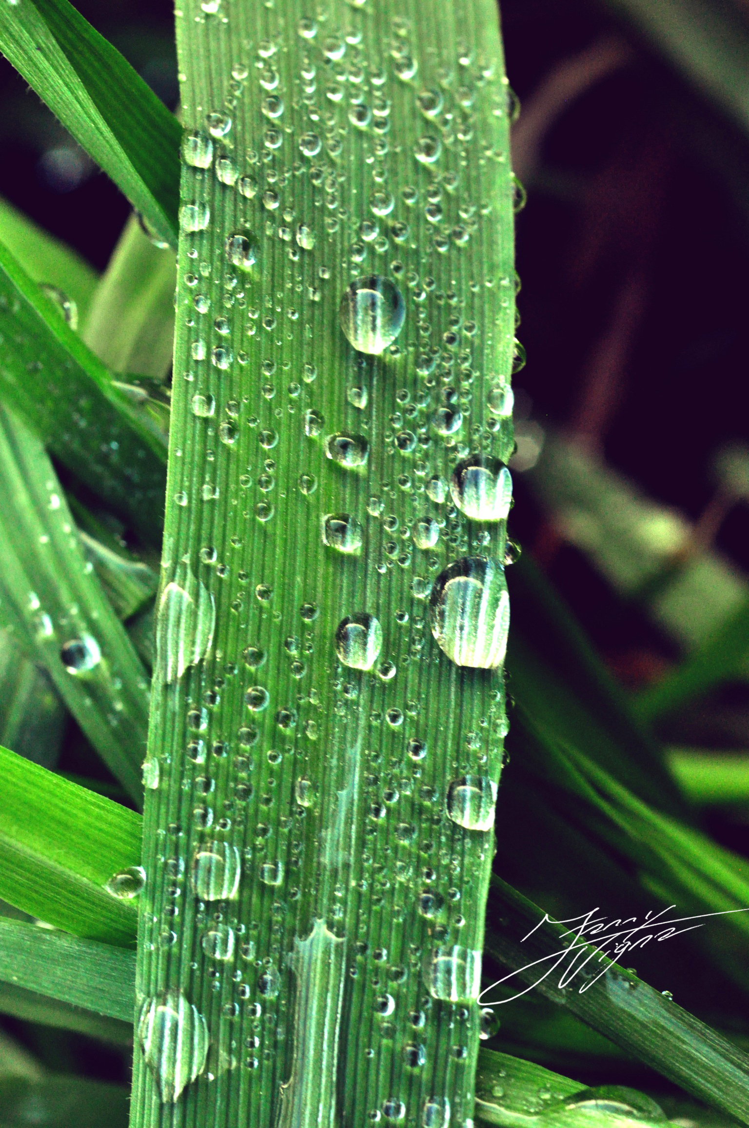 Dew drops