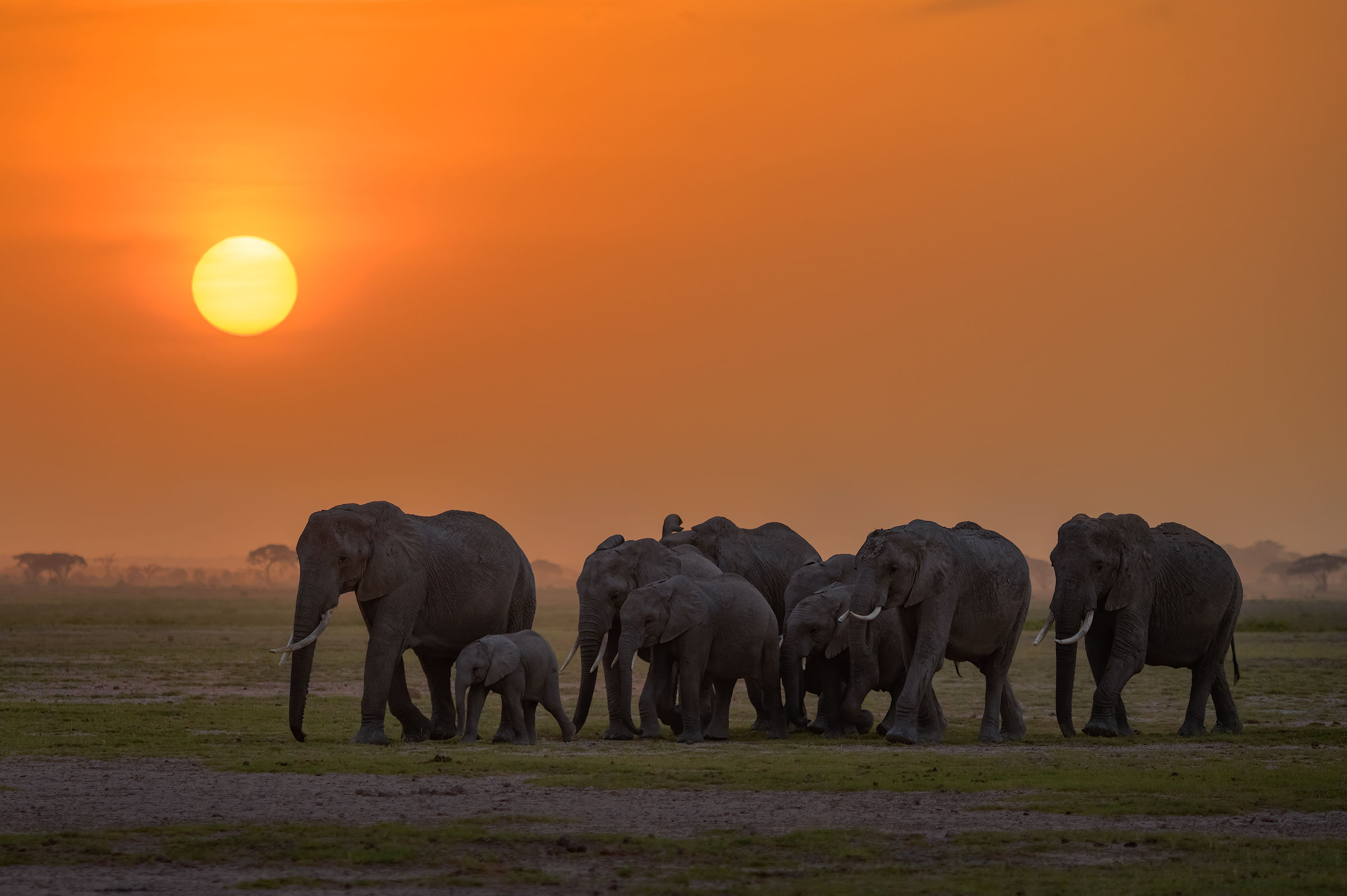 Sunset at Amboseli