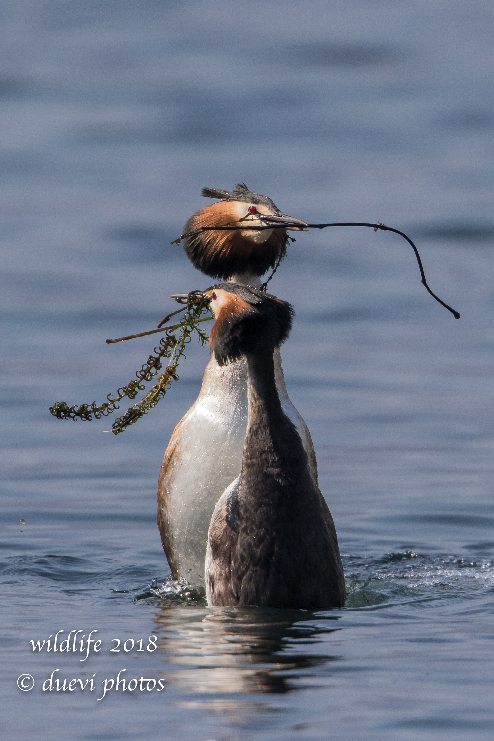 Corteggiamenti - Podiceps cristatus