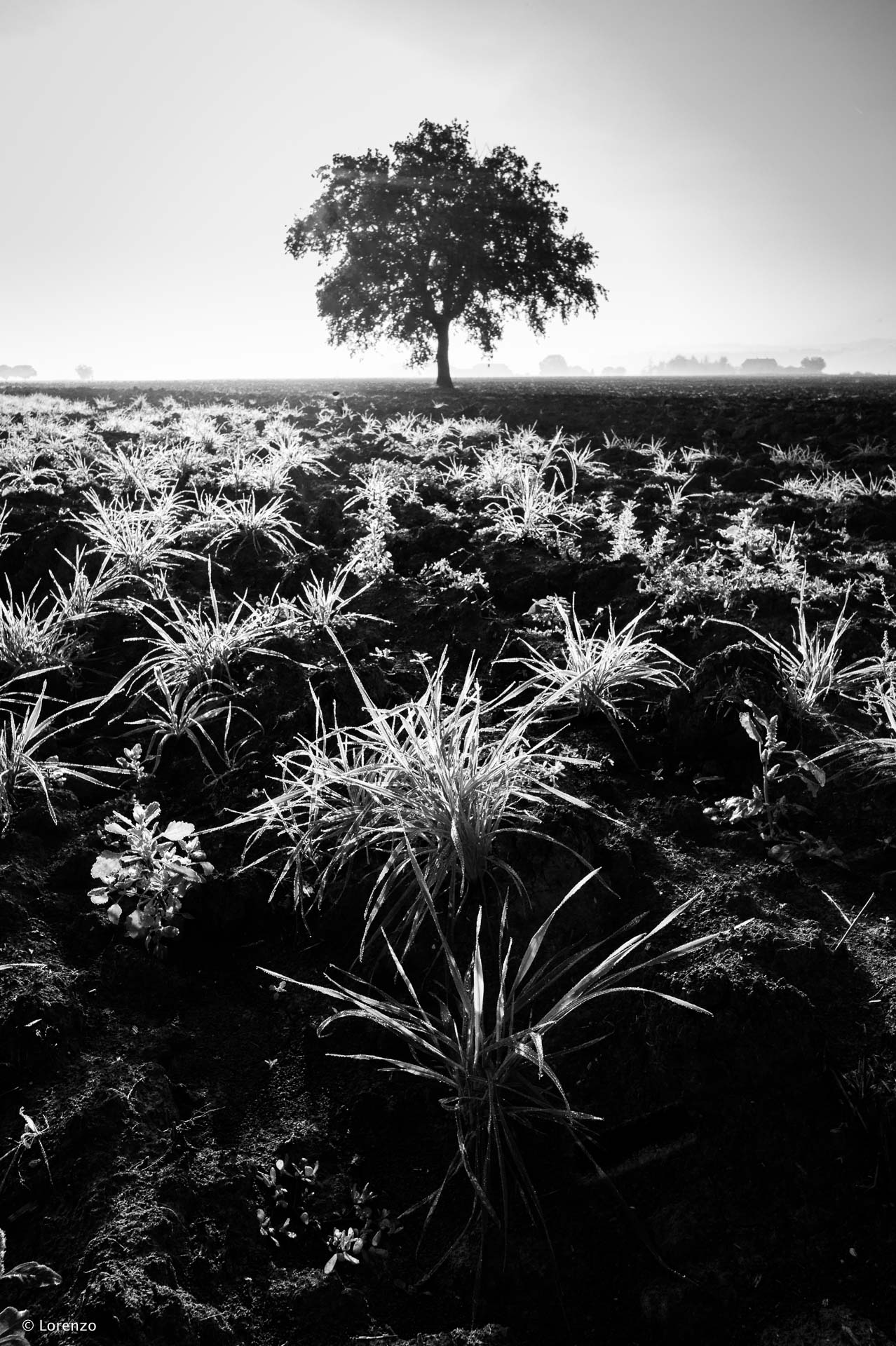Macerata countryside