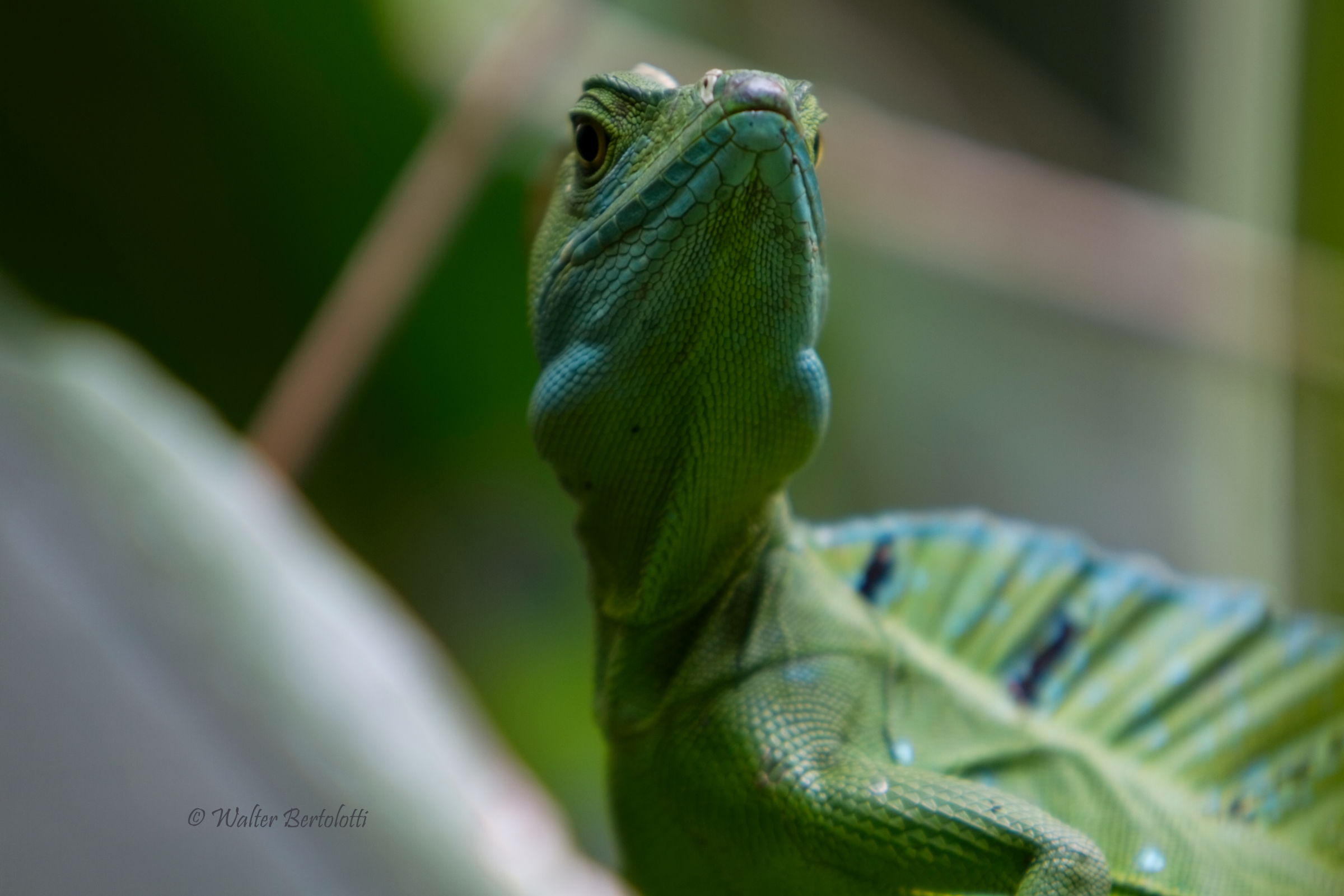 basilisco piumato (Basiliscus plumifrons)
