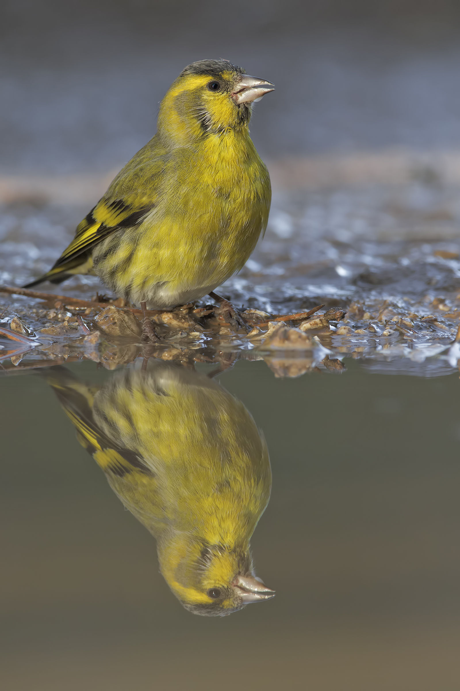 Male siskin