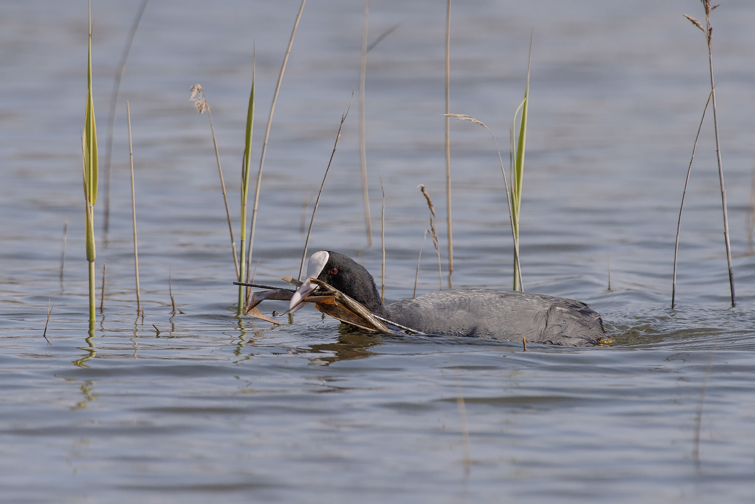 Per il comfort dei nascituri