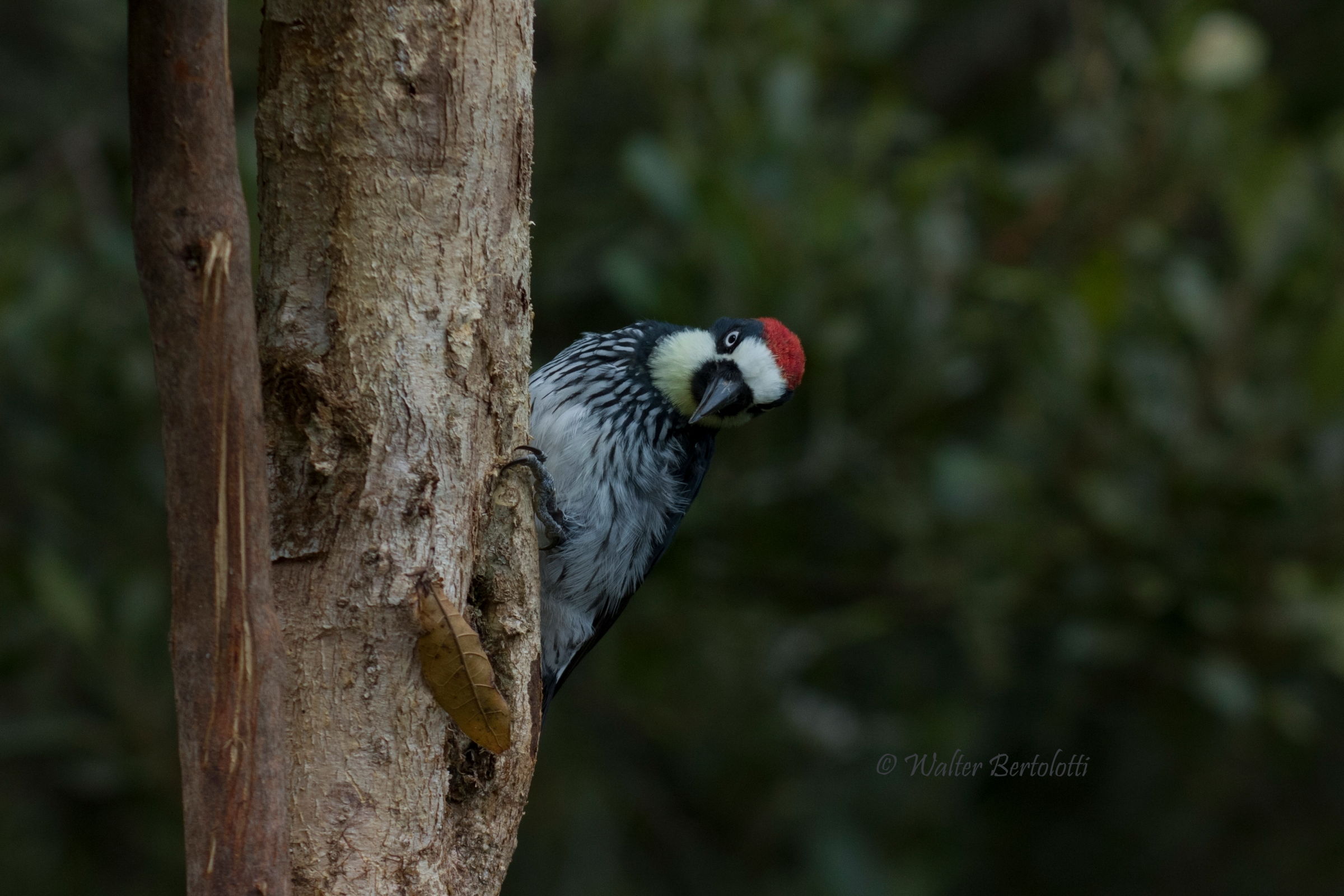 picchio delle ghiande (melanerpes formicivorus)