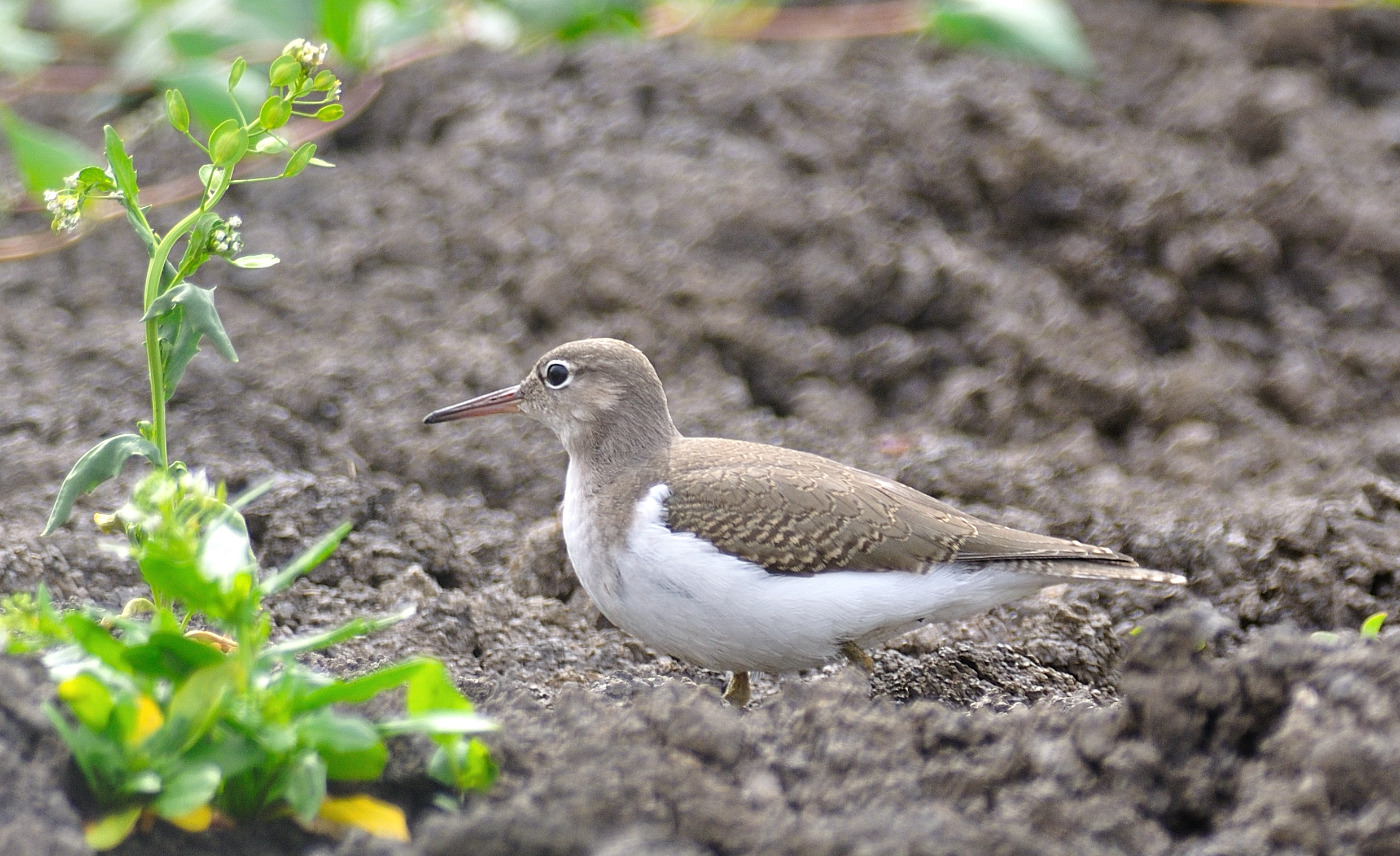 Sandpiper NE Alberta