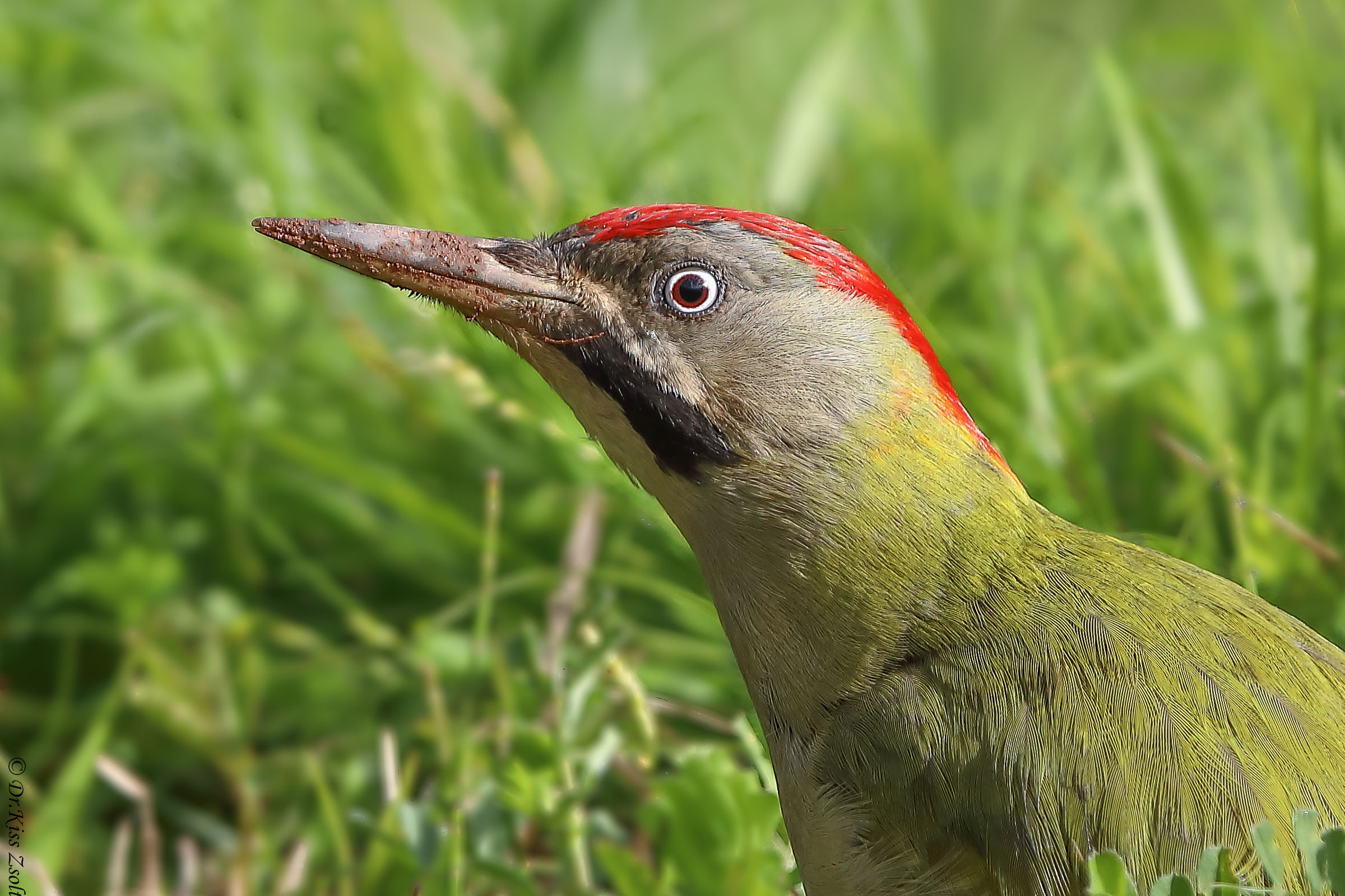Levaillant's woodpecker portrait