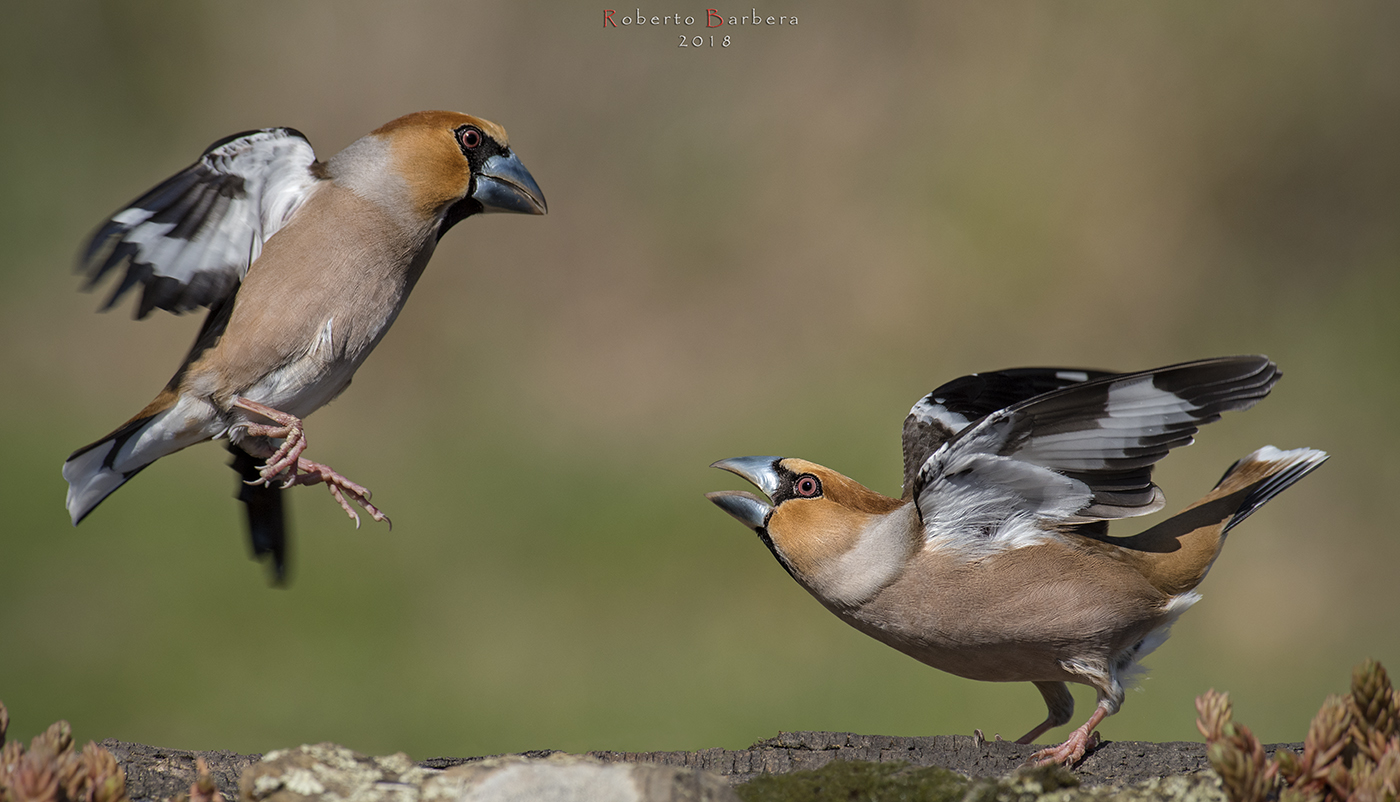 Quarrel between Frosoni