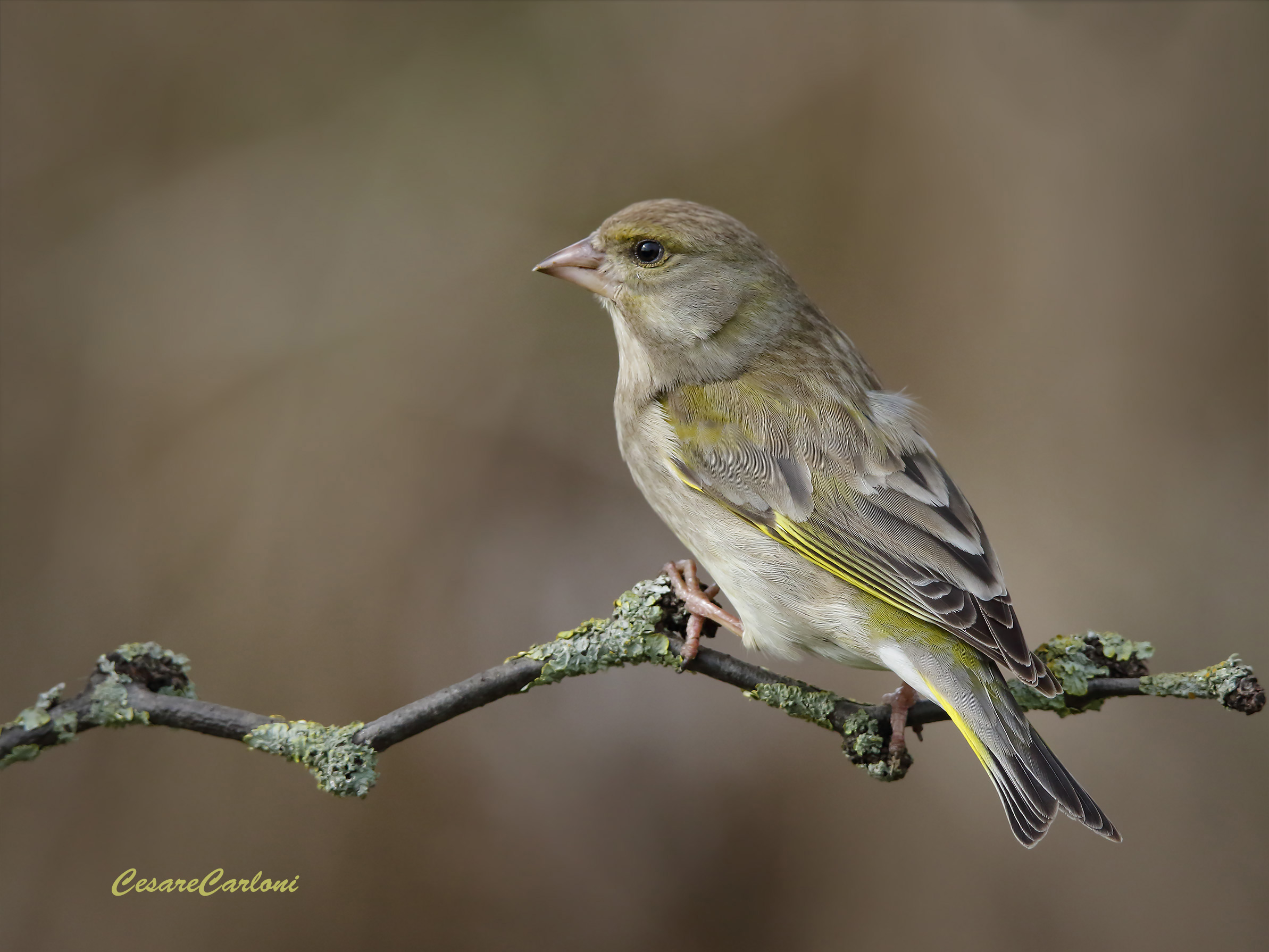verdone (carduelis chloris)