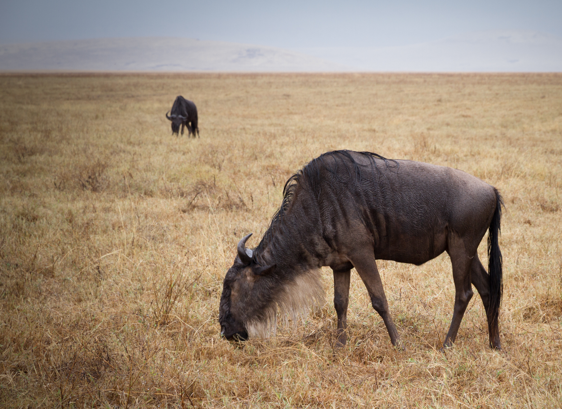 Wildebeest.