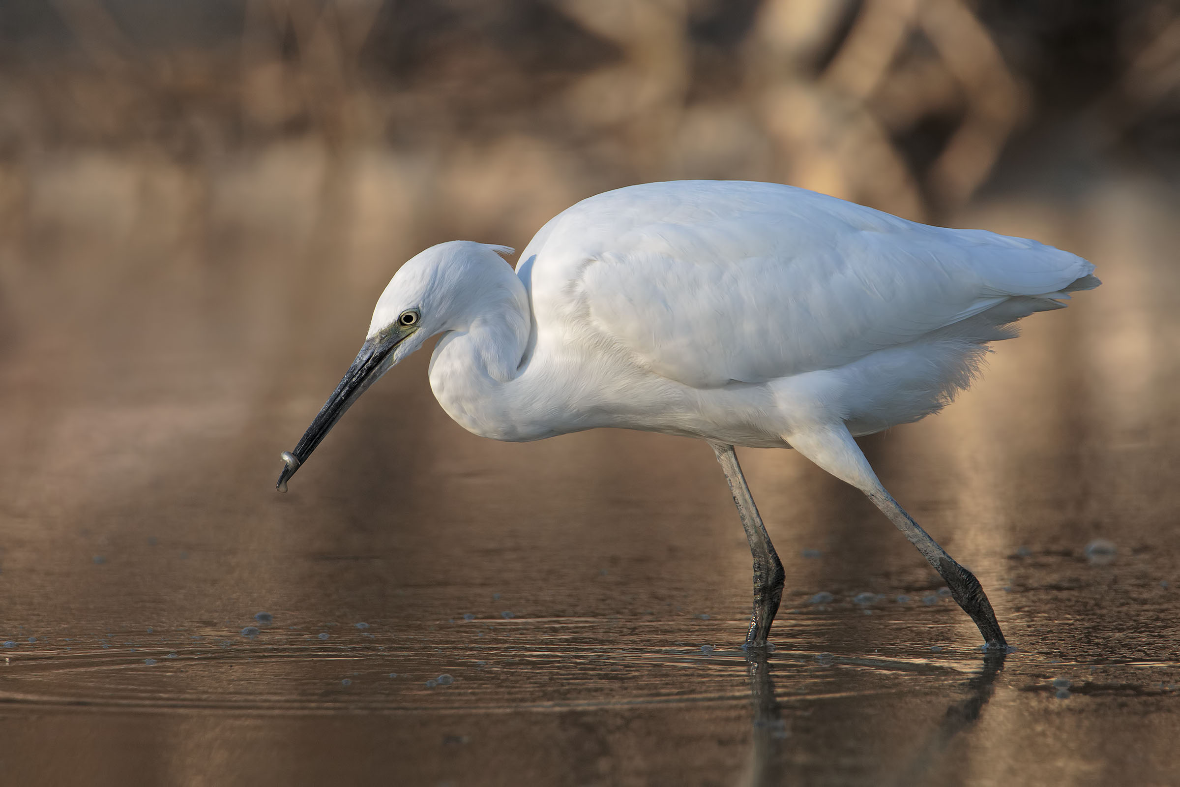Little egret at fishing