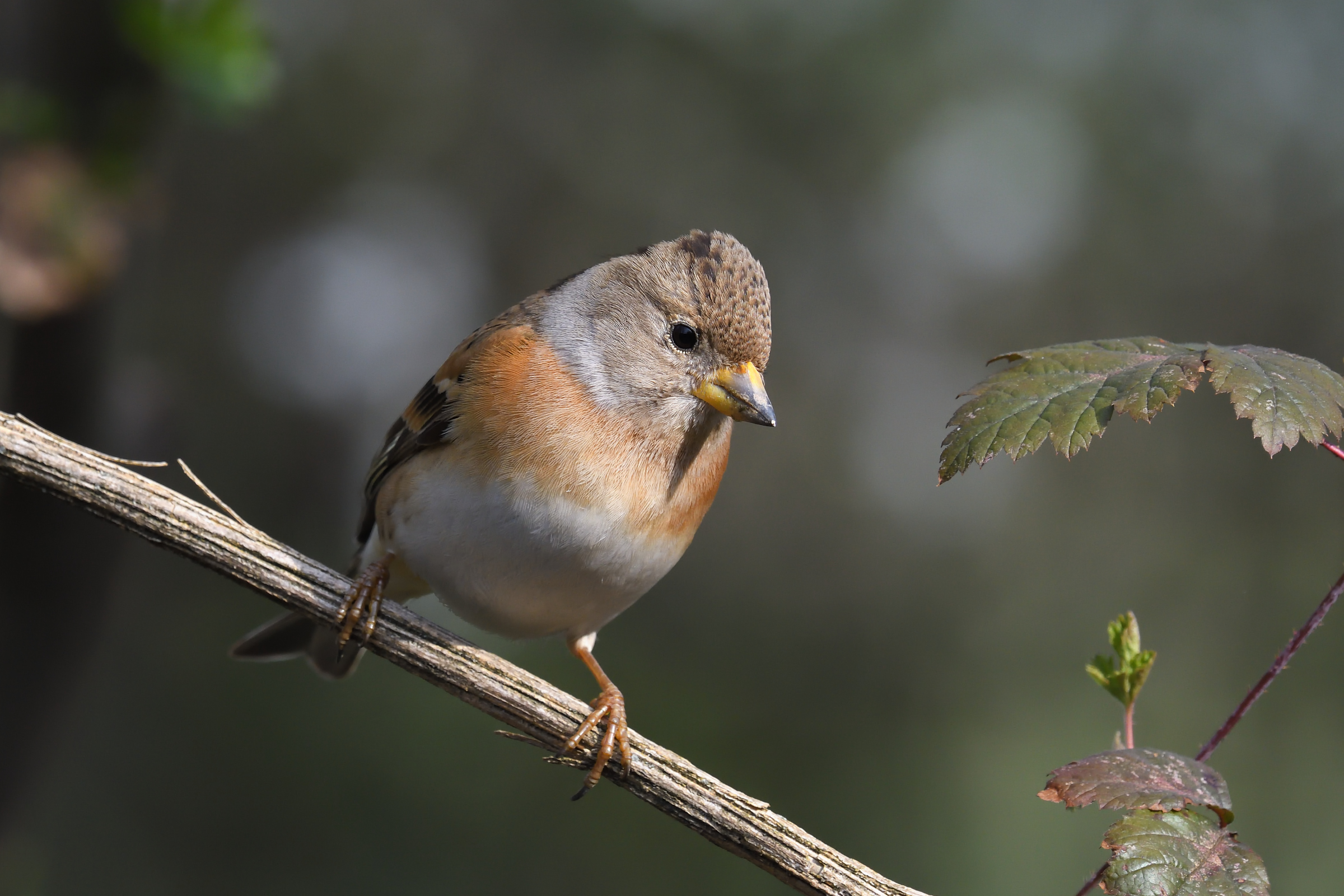 Brambling