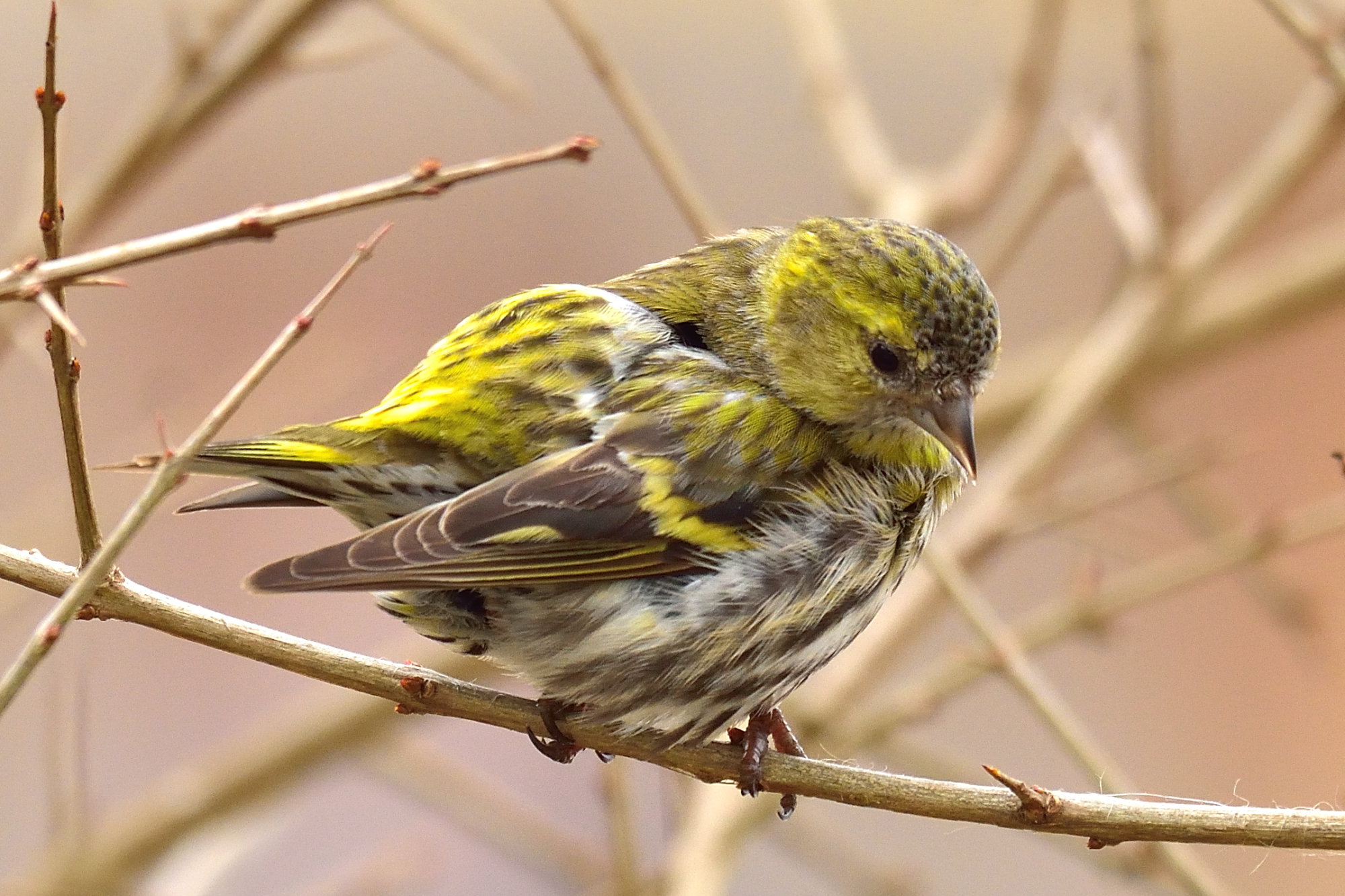 Siskin
