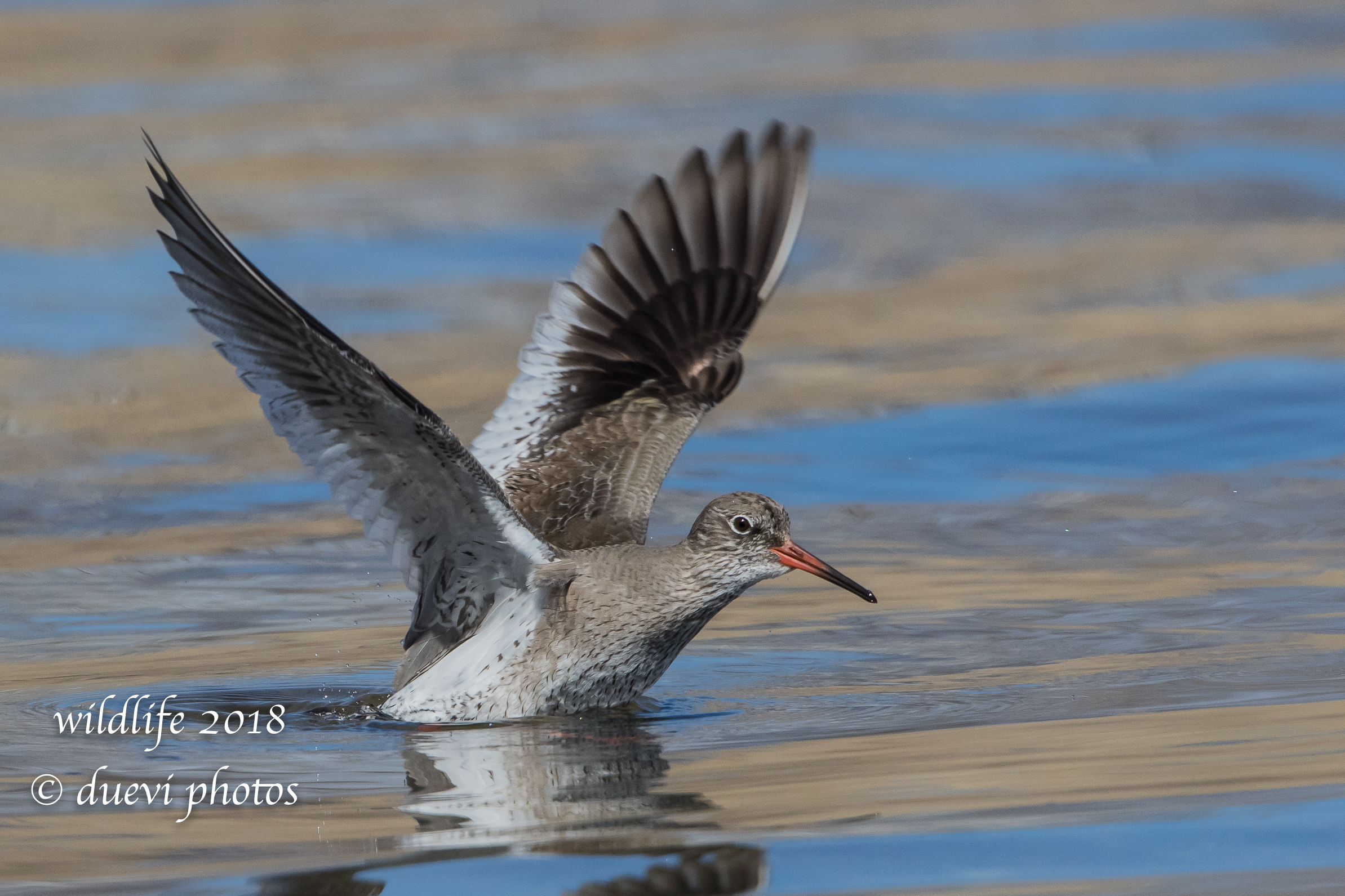 Redshank - Tringa totanus