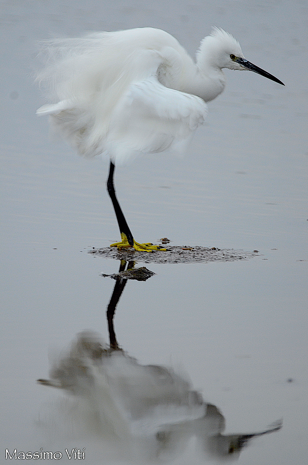 Garzetta ..... arruffata