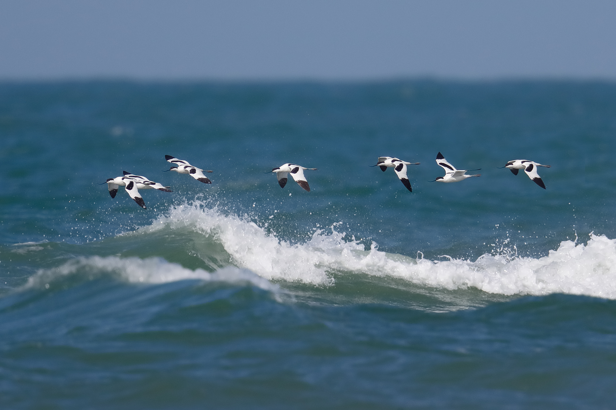 In viaggio  - avocette in migrazione primaverile