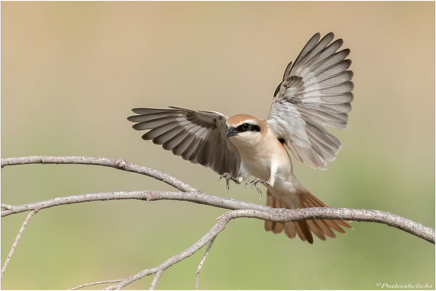 Turkestan-Shrike