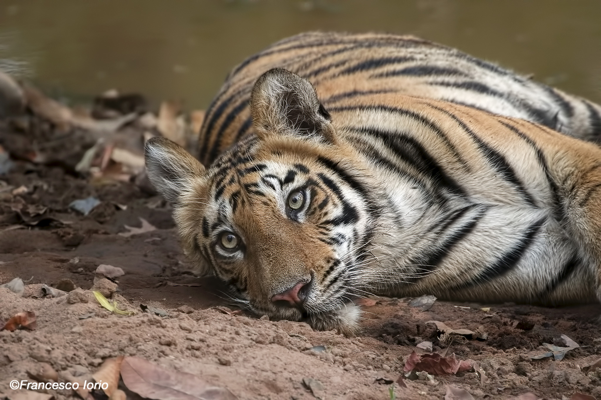 Gli occhi della tigre