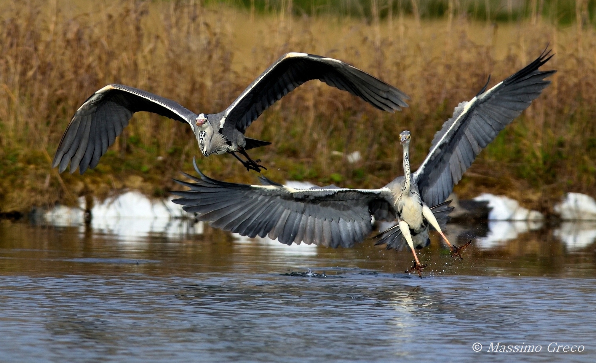 Spring skirmishes - Gray heron