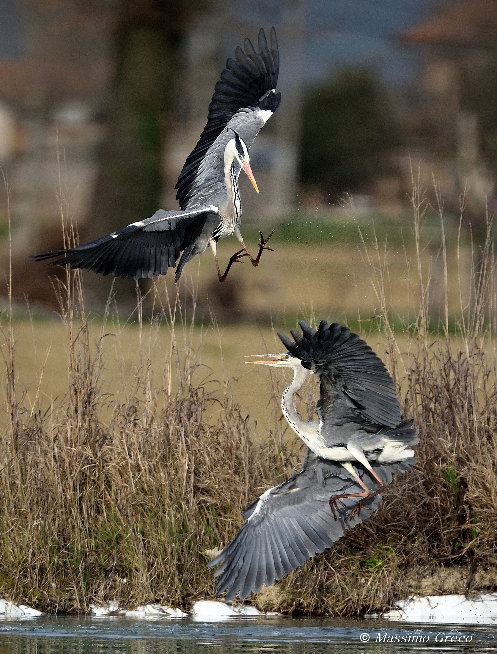 Spring skirmishes - Gray heron