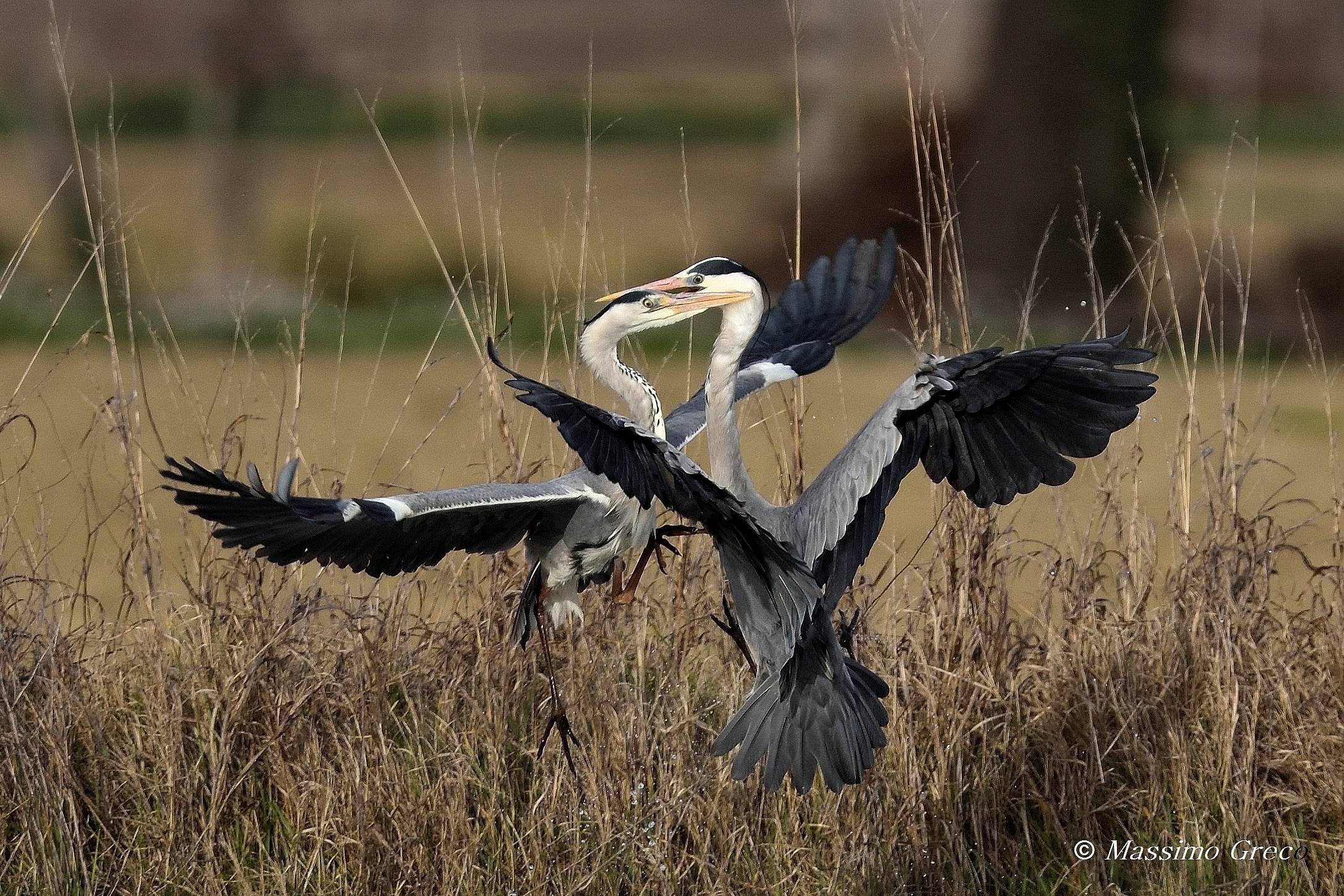 Spring skirmishes - Gray heron