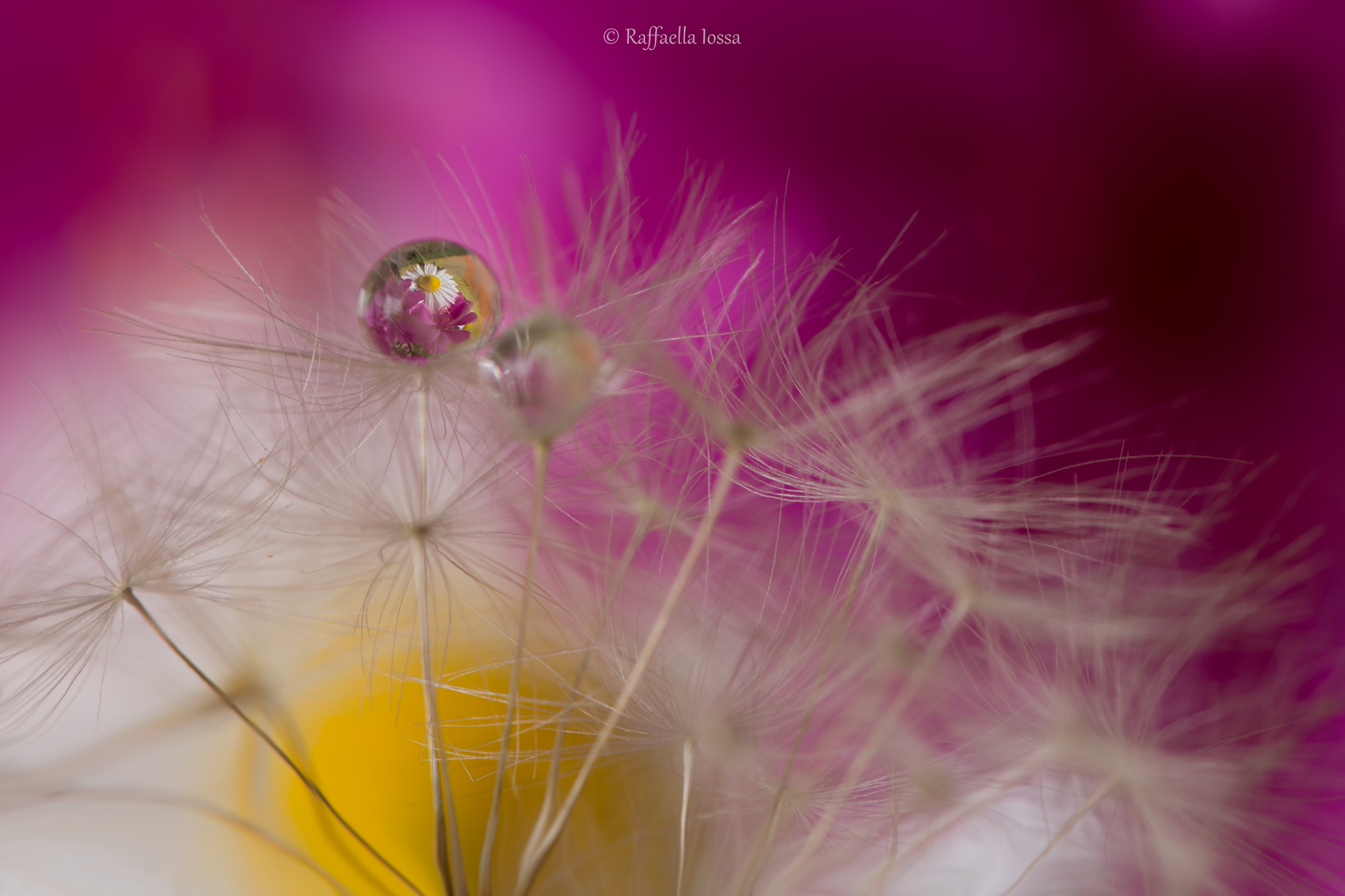 Auguri di Buona Pasqua !