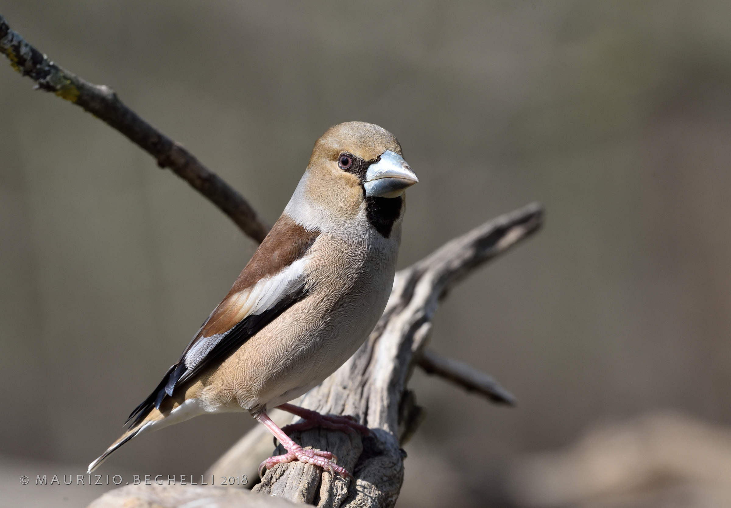 Hawfinch posing