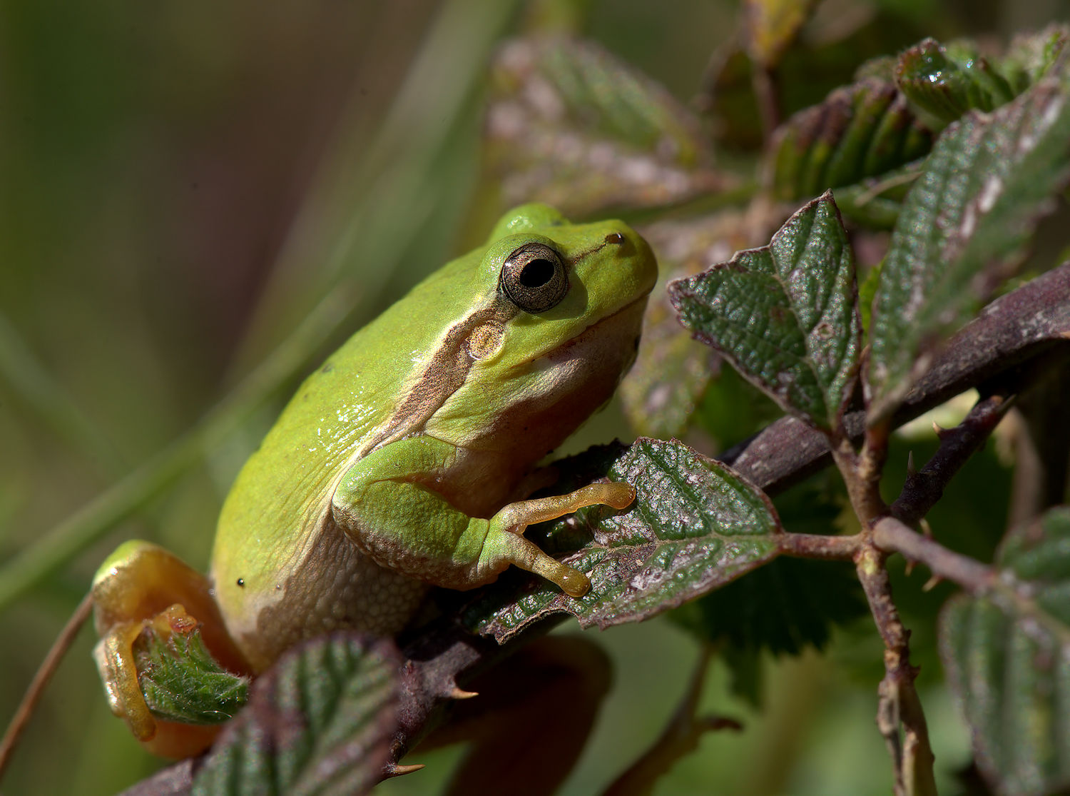 Tree Frog