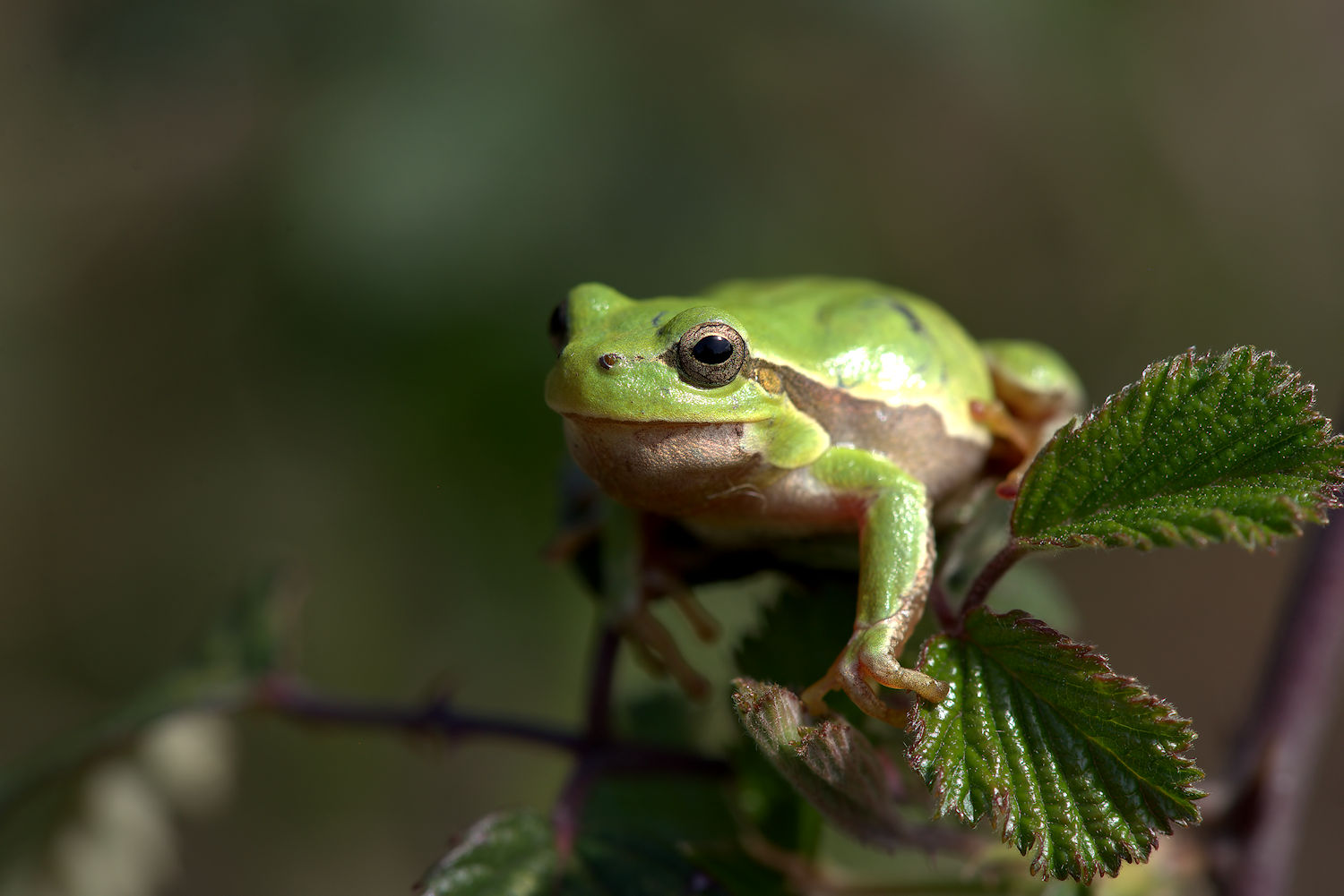 Tree Frog