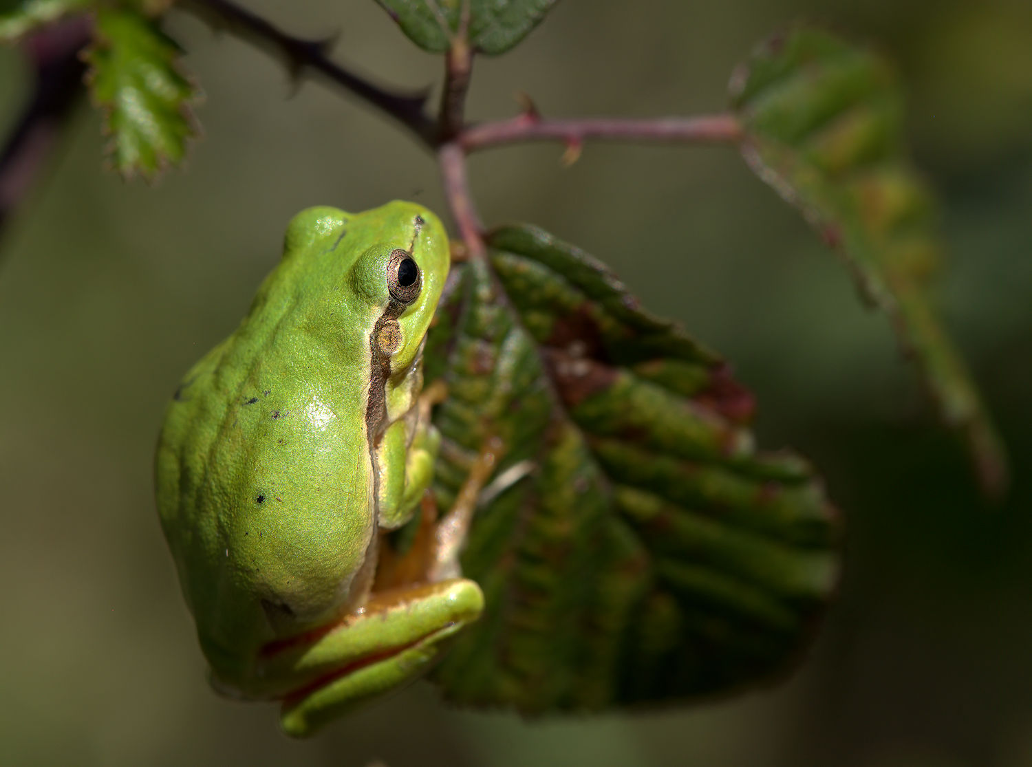 Tree Frog