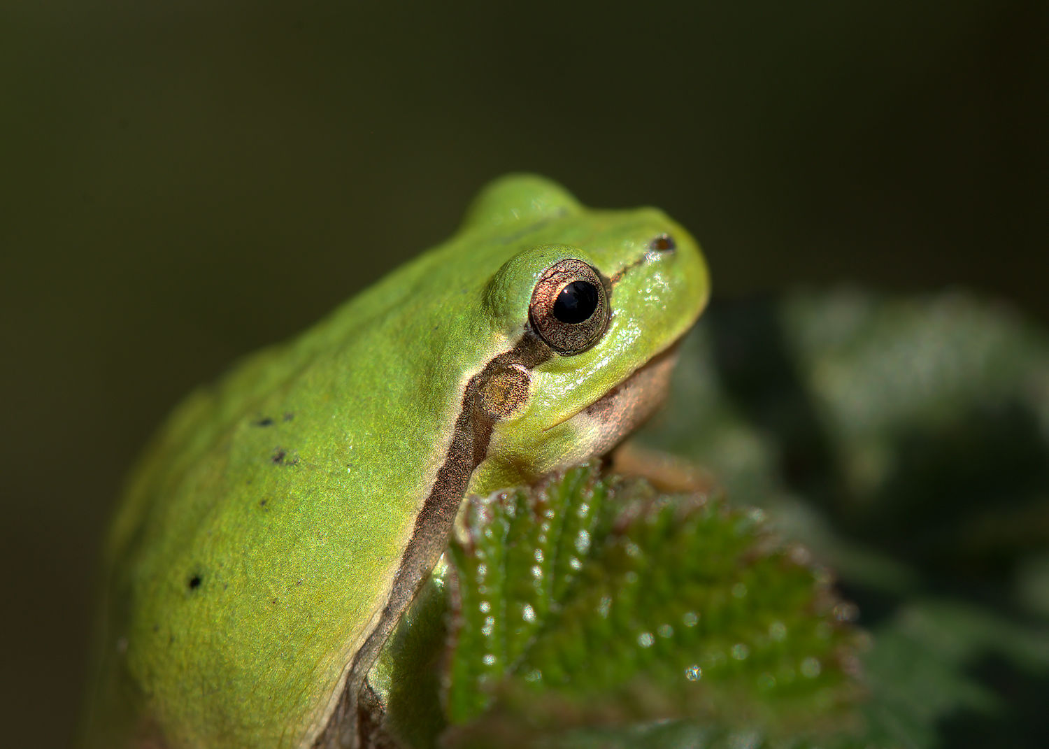 Tree Frog