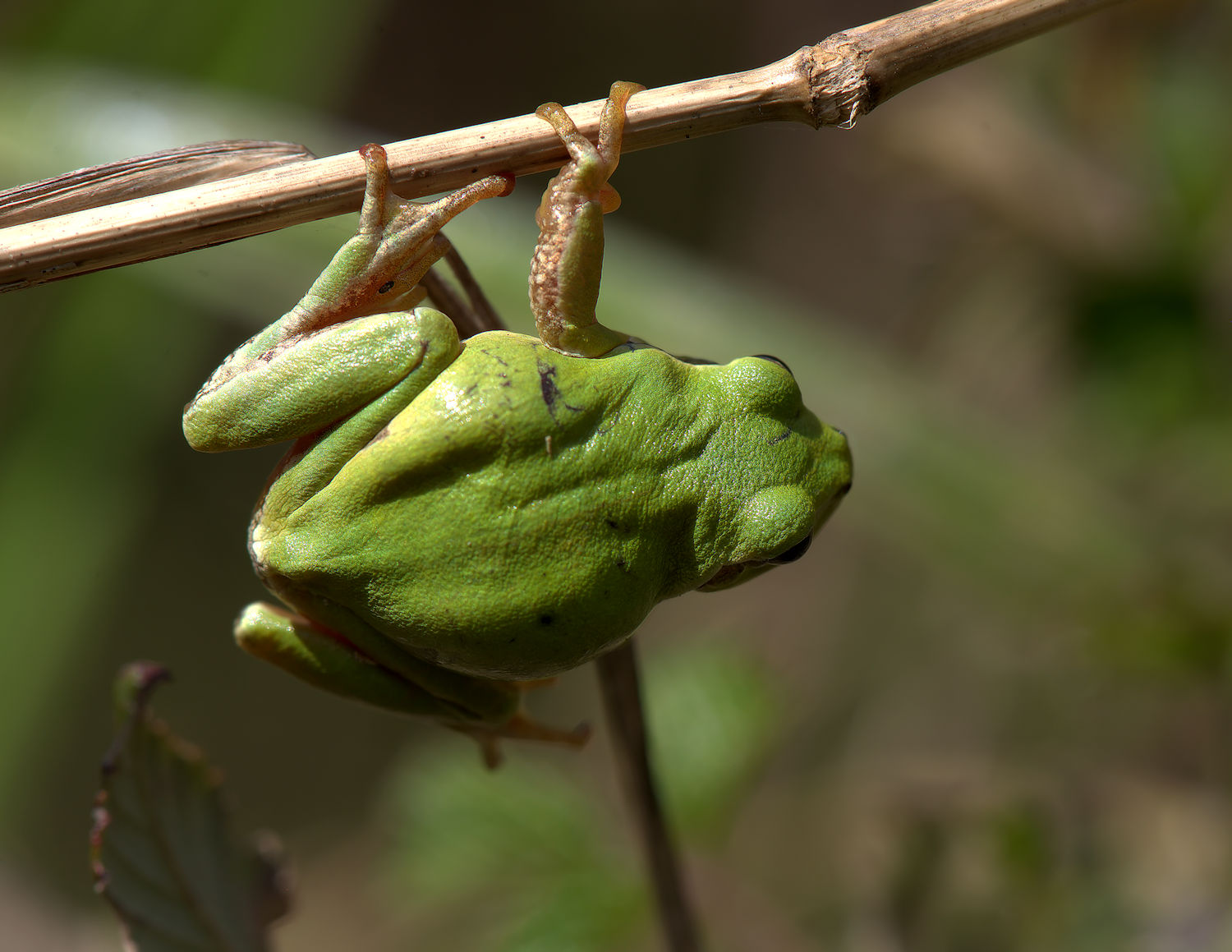 Tree Frog