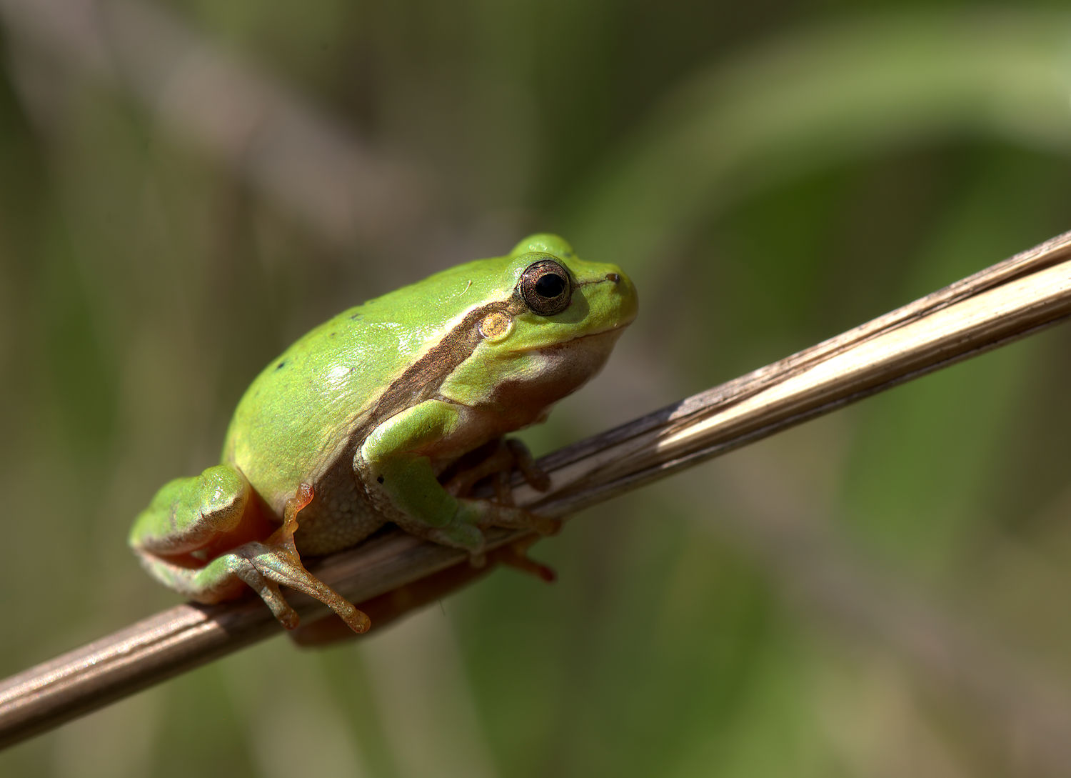 Tree Frog