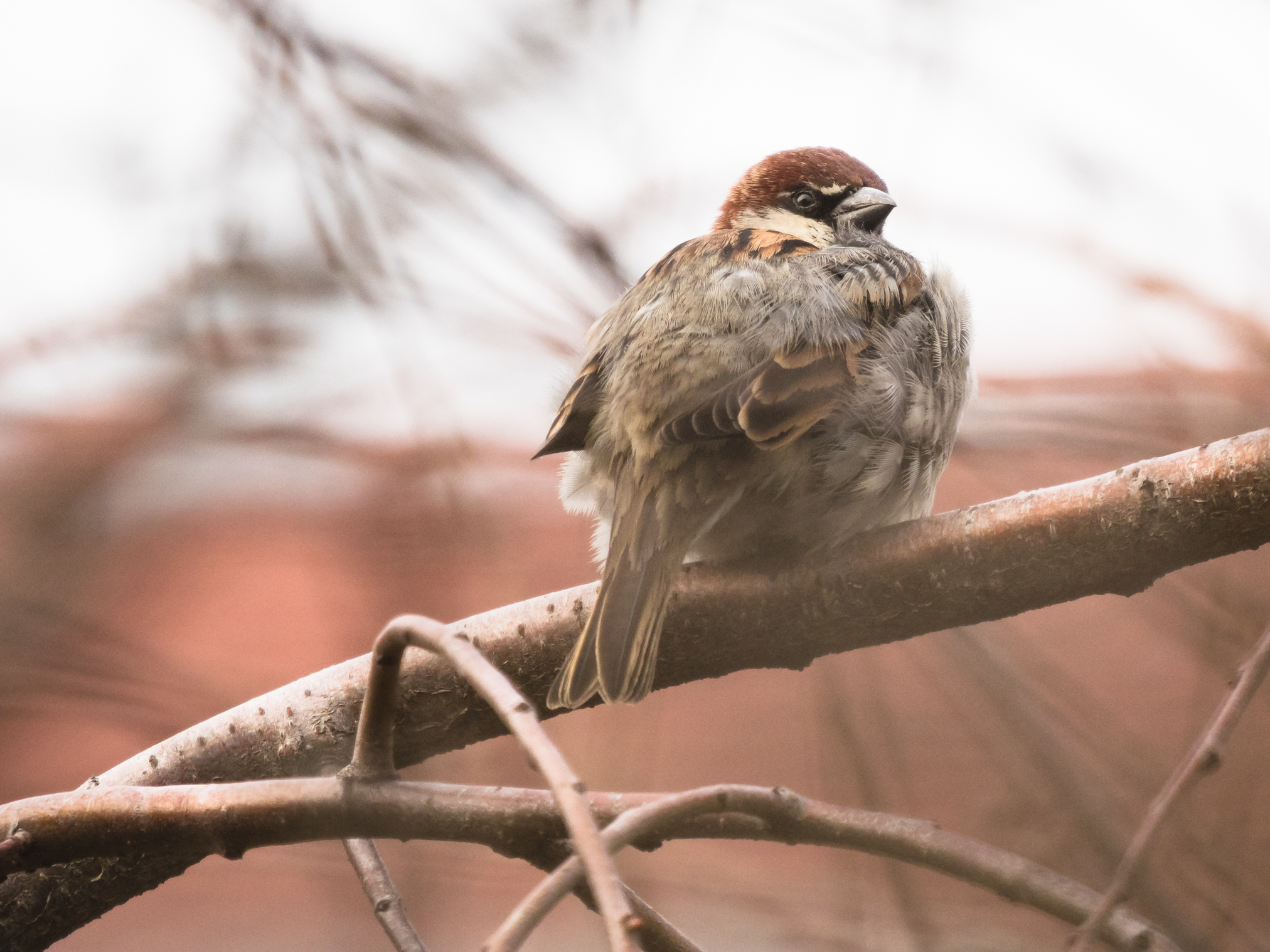 Sparrow