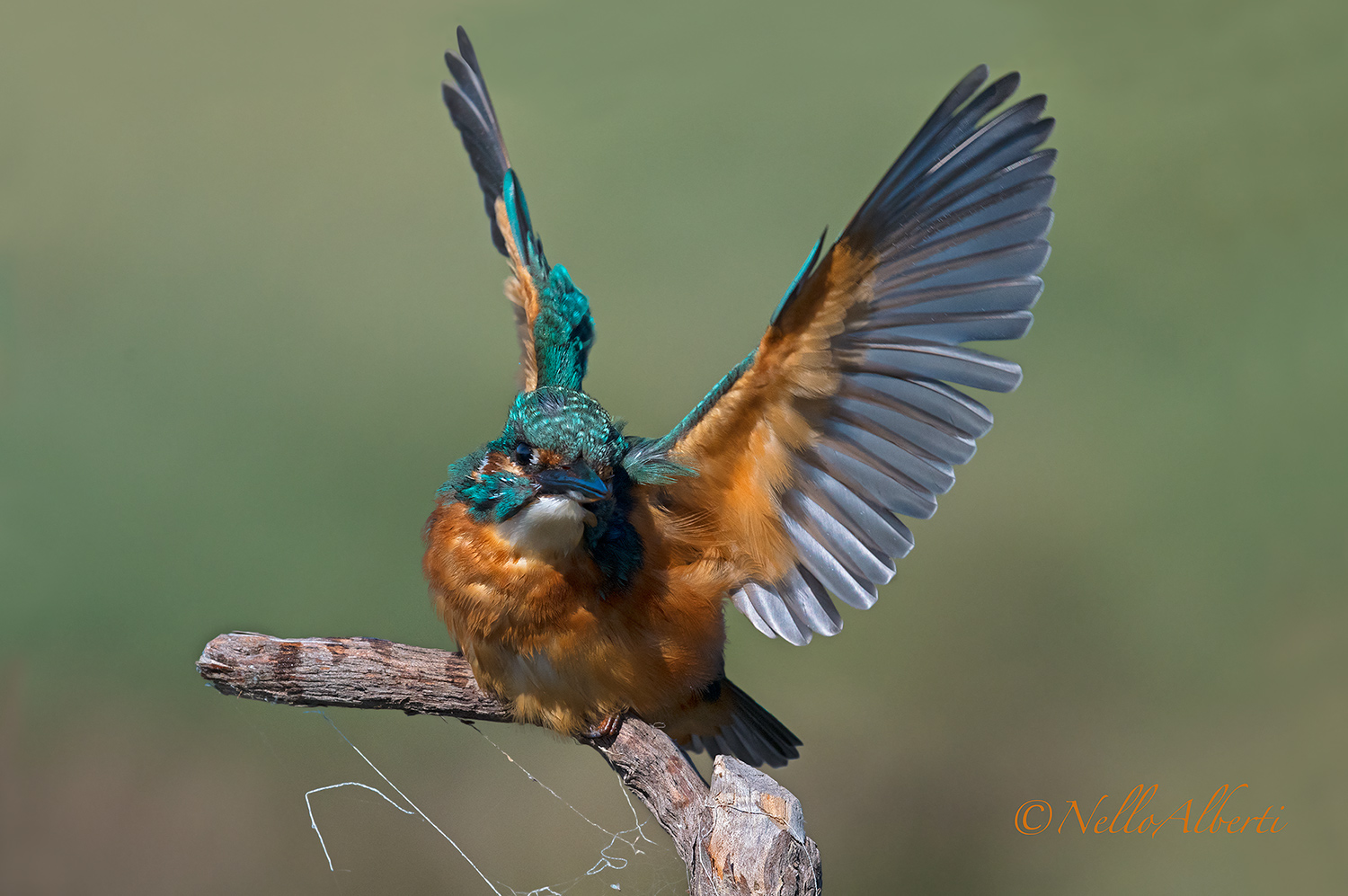 arrivo del Martin pescatore