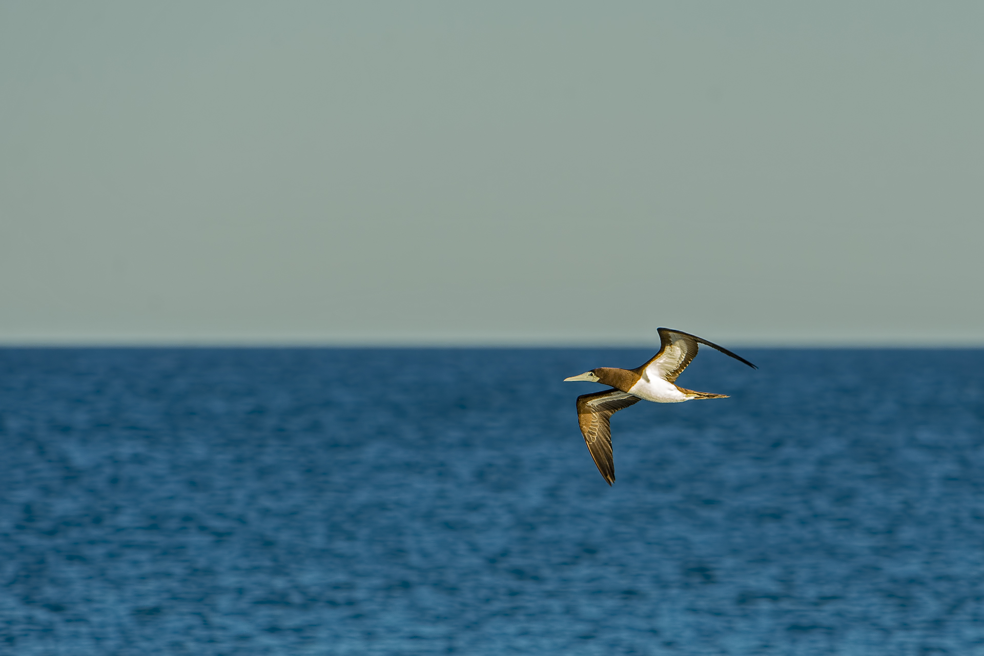 Sula leucogaster (Sula fosca)